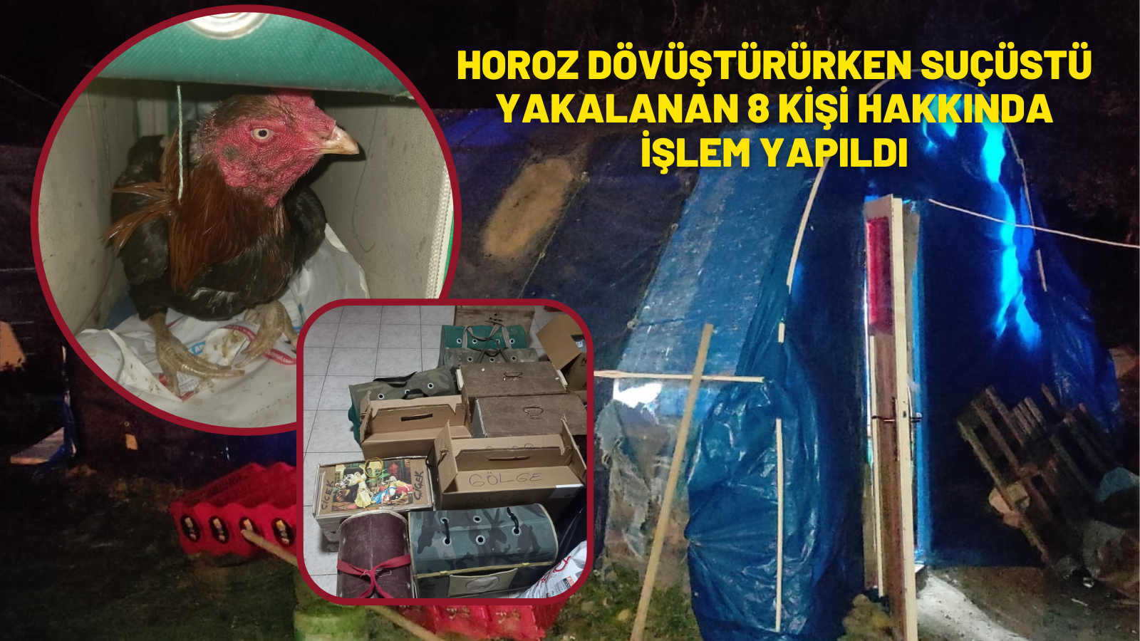 horoz dövüştürürken suçüstü yakalanan 8 kişi hakkında işlem yapıldı