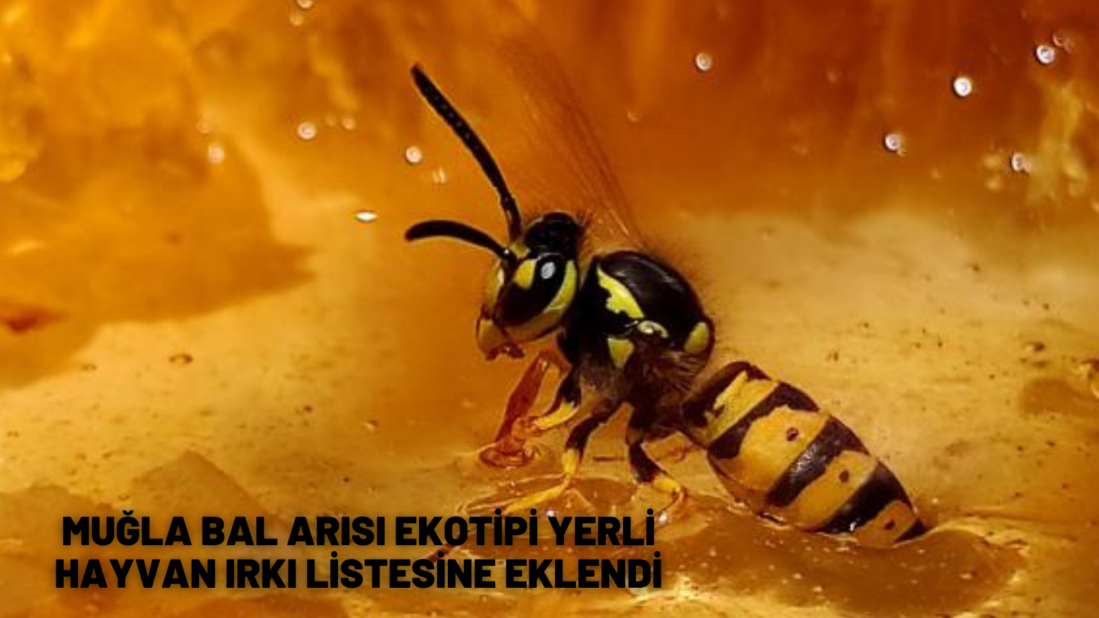 MUĞLA BAL ARISI EKOTİPİ YERLİ HAYVAN IRKI LİSTESİNE EKLENDİ