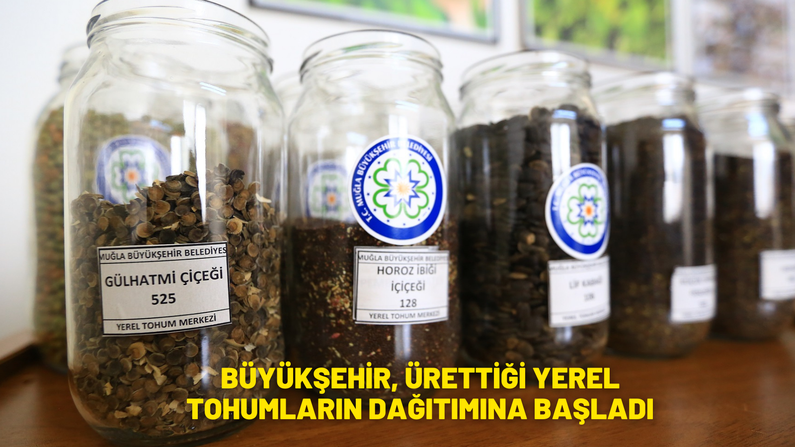 BÜYÜKŞEHİR, ÜRETTİĞİ YEREL TOHUMLARIN DAĞITIMINA BAŞLADI