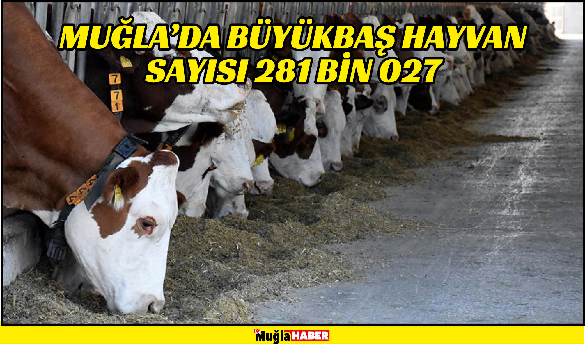 MUĞLA’DA BÜYÜKBAŞ HAYVAN SAYISI 281 BİN 027