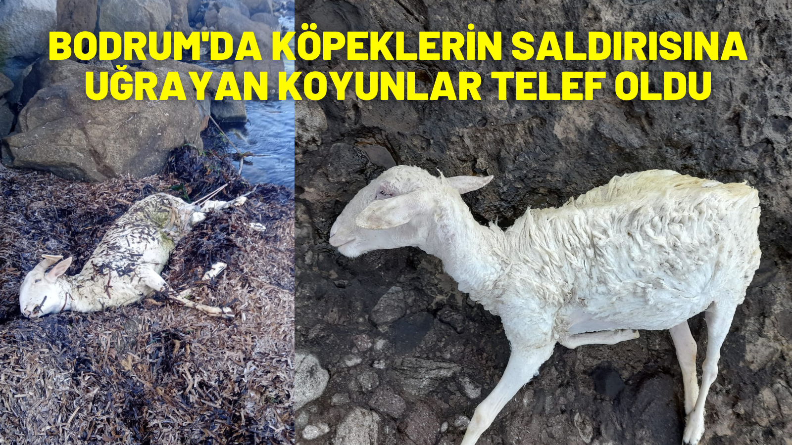 Bodrum'da köpeklerin saldırısına uğrayan koyunlar telef oldu