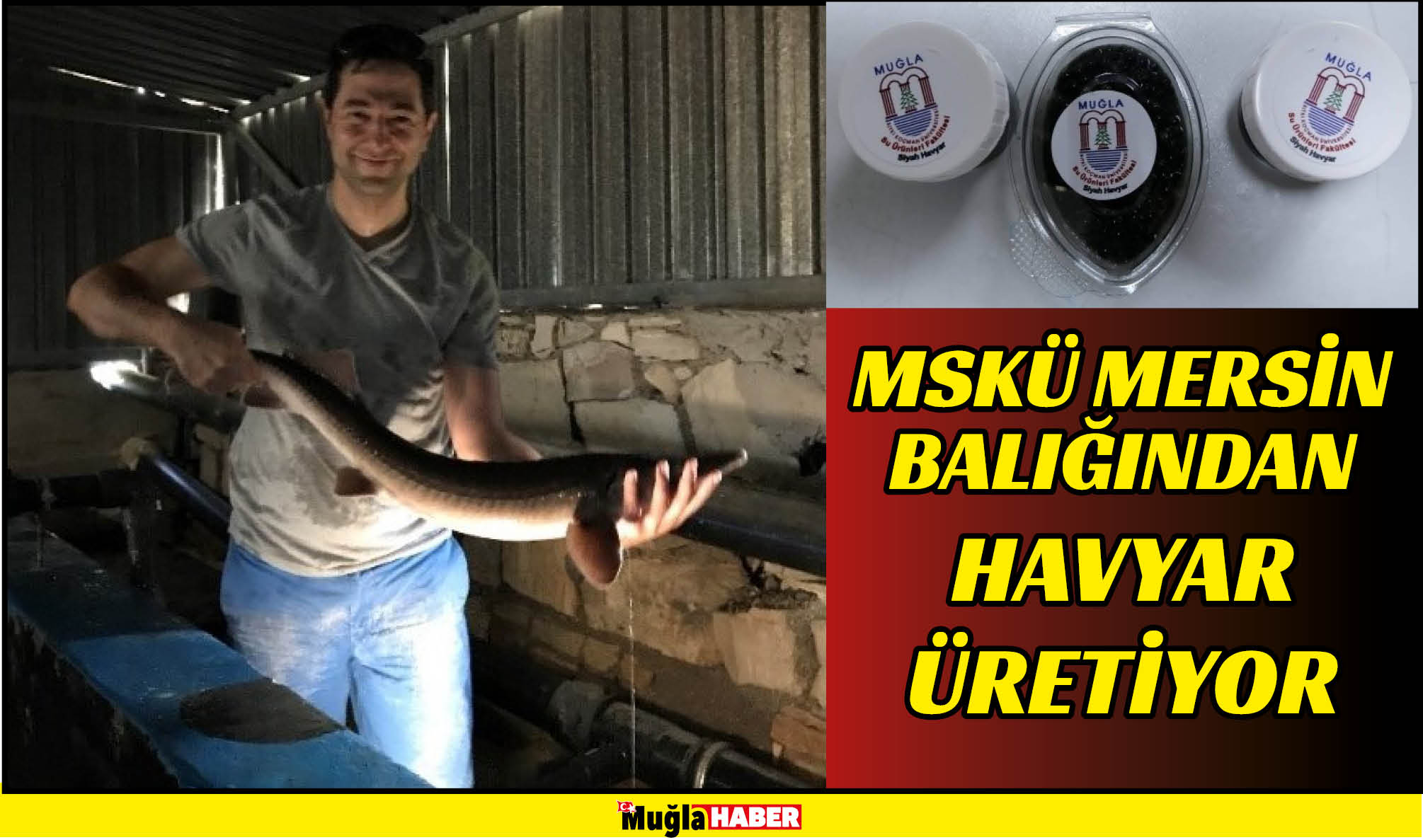 MSKÜ MERSİN BALIĞINDAN HAVYAR ÜRETİYOR