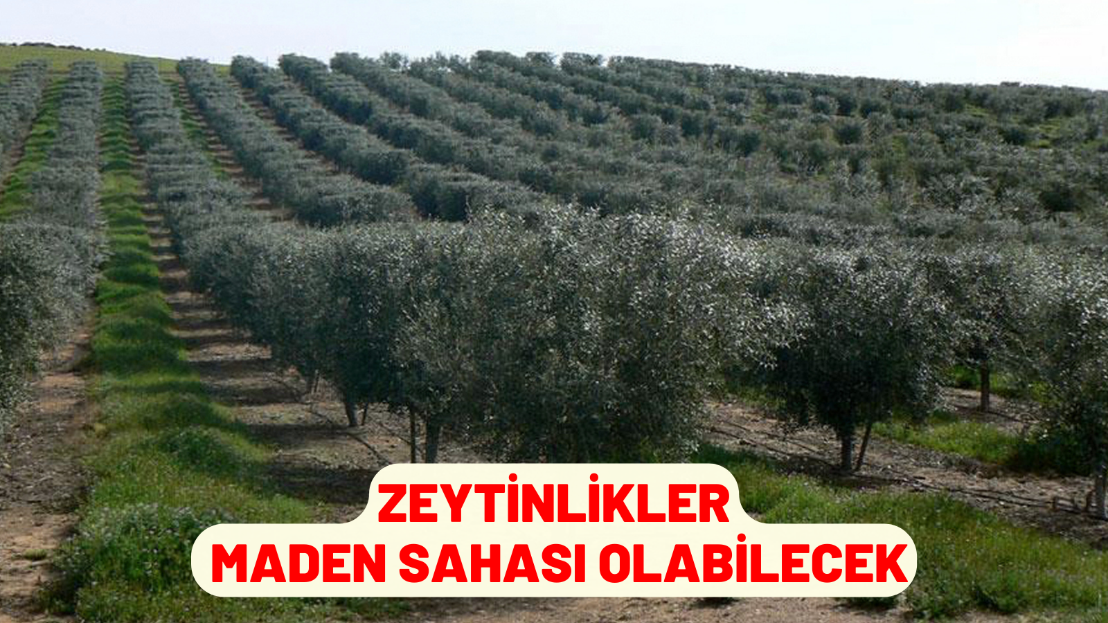 ZEYTİNLİKLER MADEN SAHASI OLABİLECEK