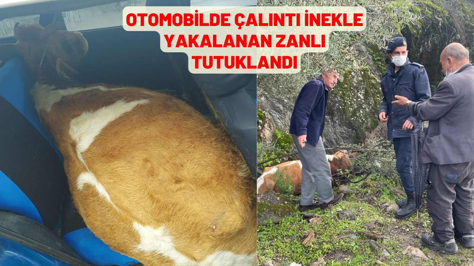 otomobilde çalıntı inekle yakalanan zanlı tutuklandı