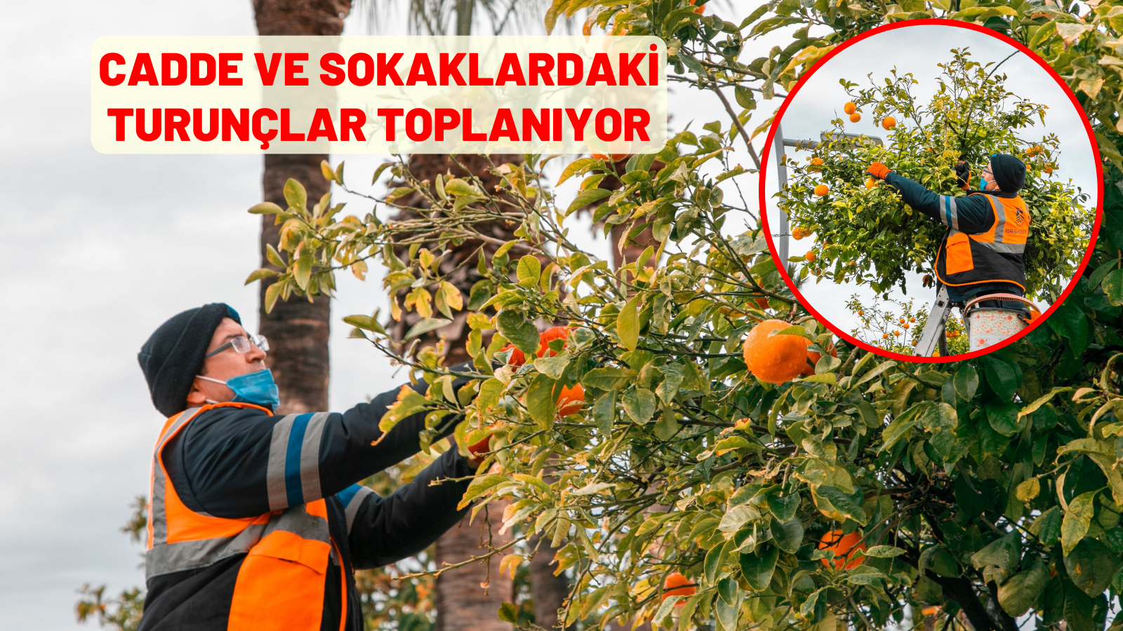 CADDE VE SOKAKLARDAKİ TURUNÇLAR TOPLANIYOR