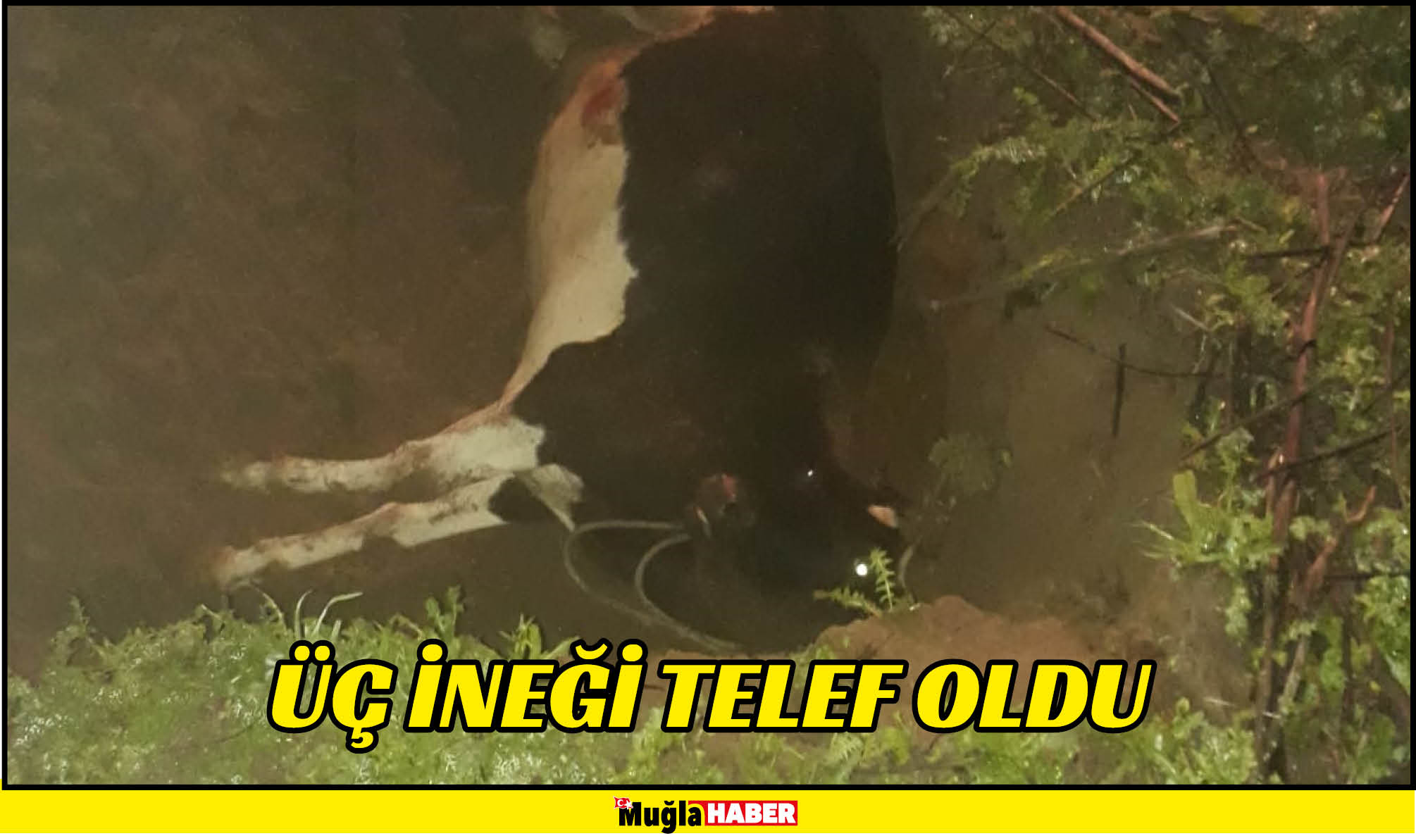 ÜÇ İNEĞİ TELEF OLDU