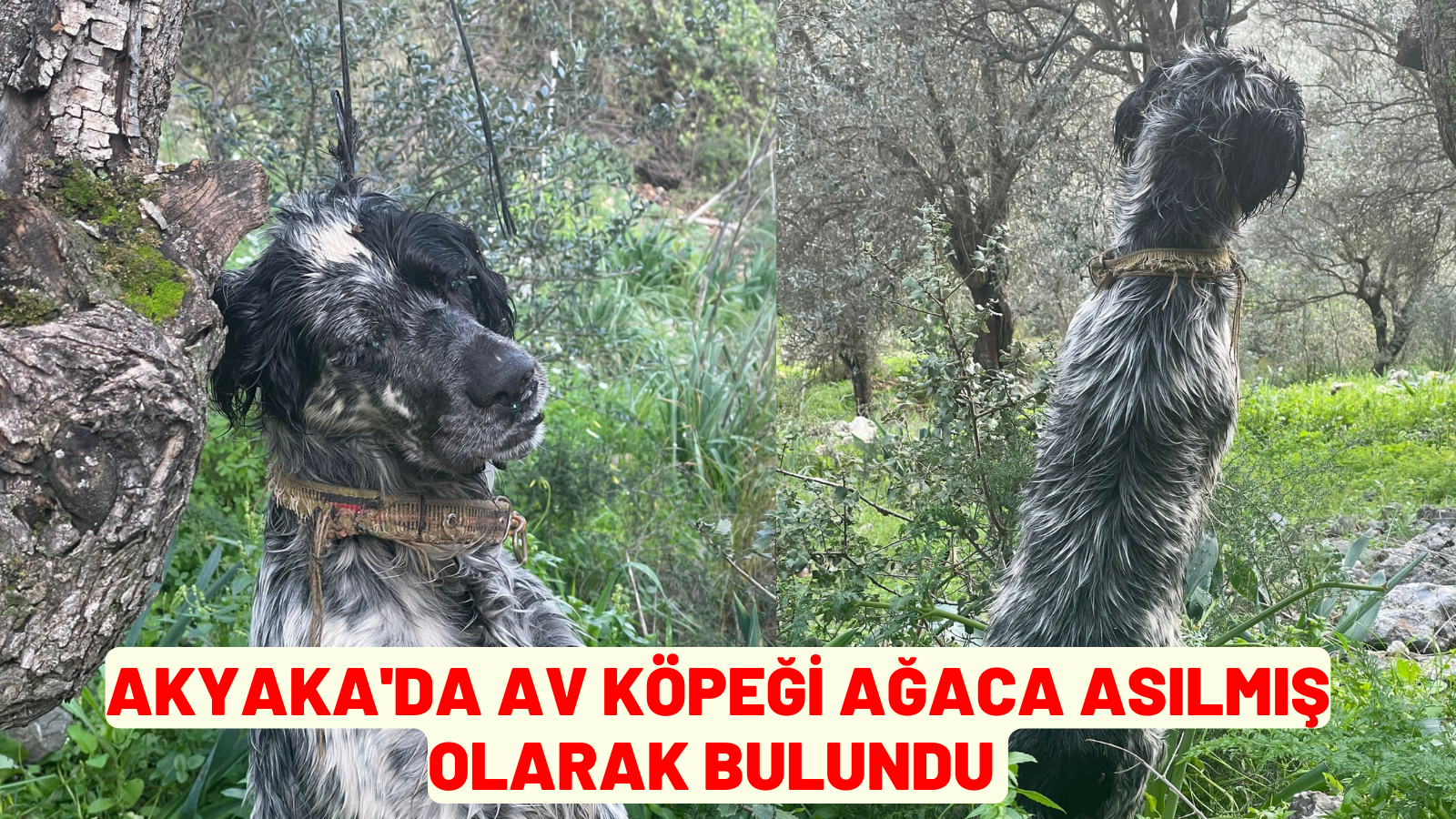 AKYAKA'DA AV KÖPEĞİ AĞACA ASILMIŞ OLARAK BULUNDU