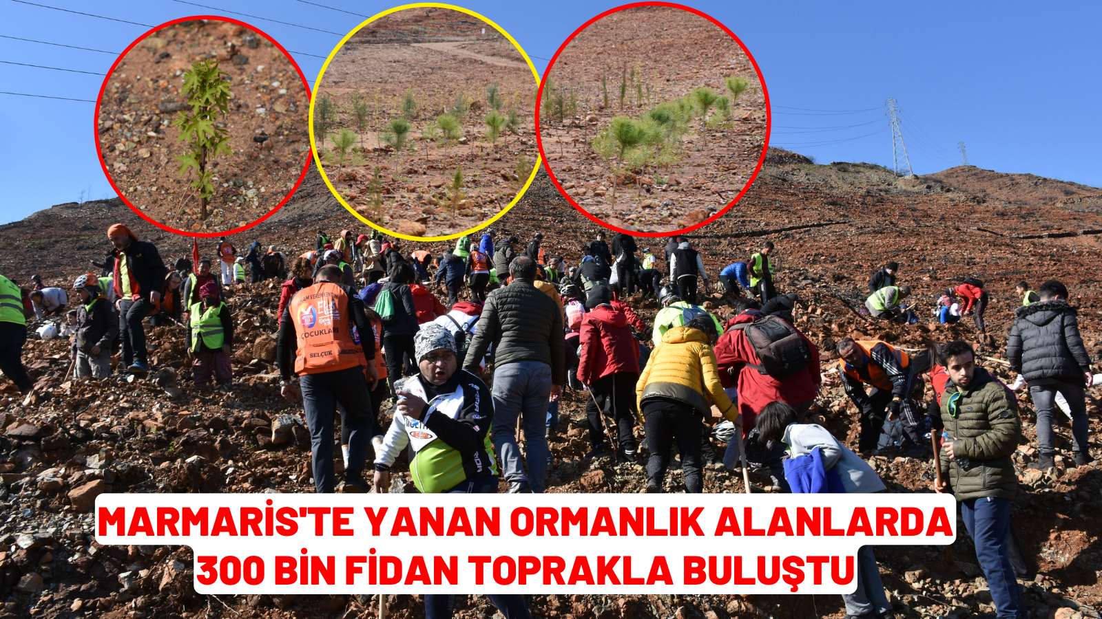 Marmaris'te yanan ormanlık alanlarda 300 bin fidan toprakla buluştu