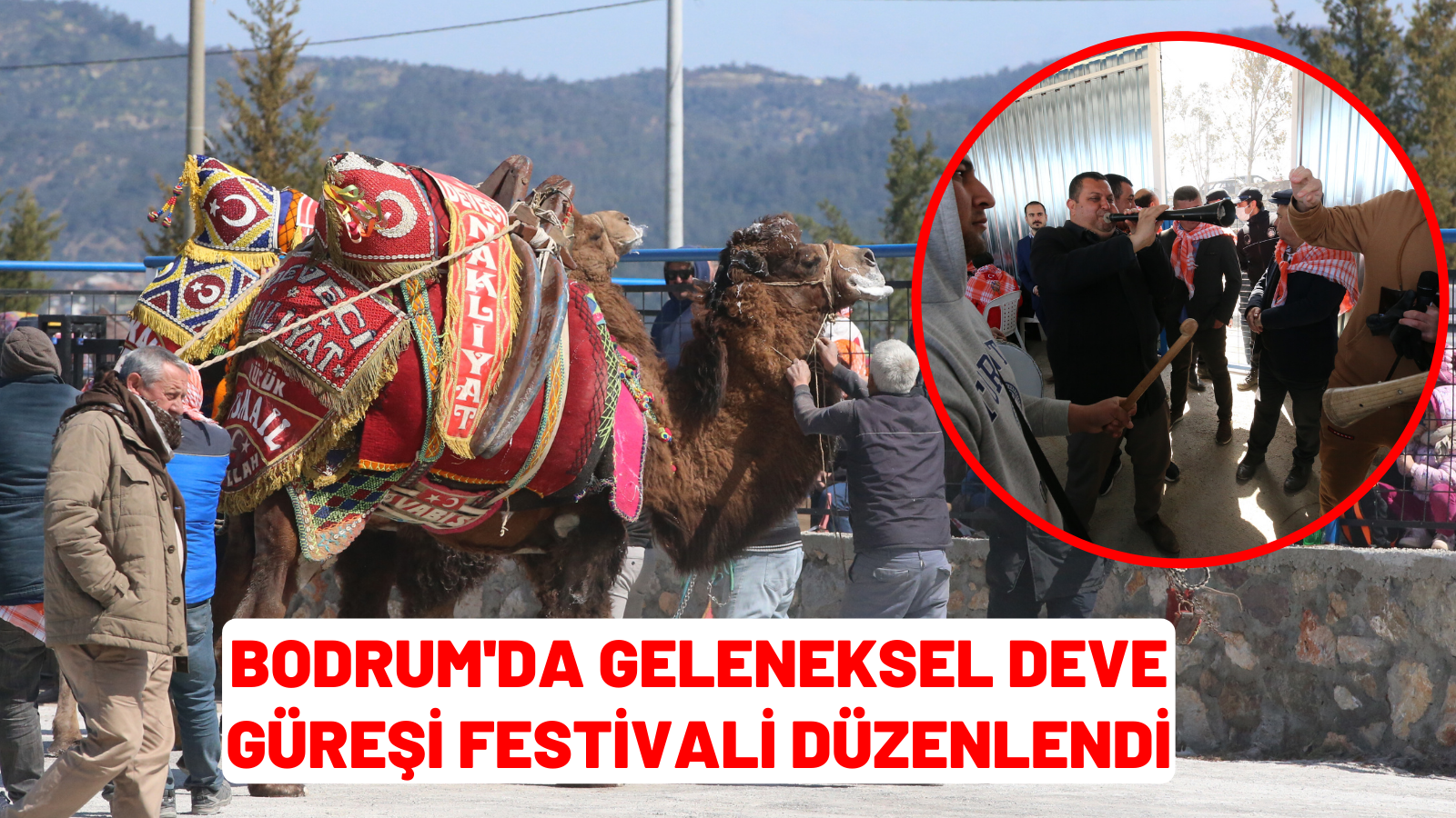 Bodrum'da geleneksel deve güreşi festivali düzenlendi