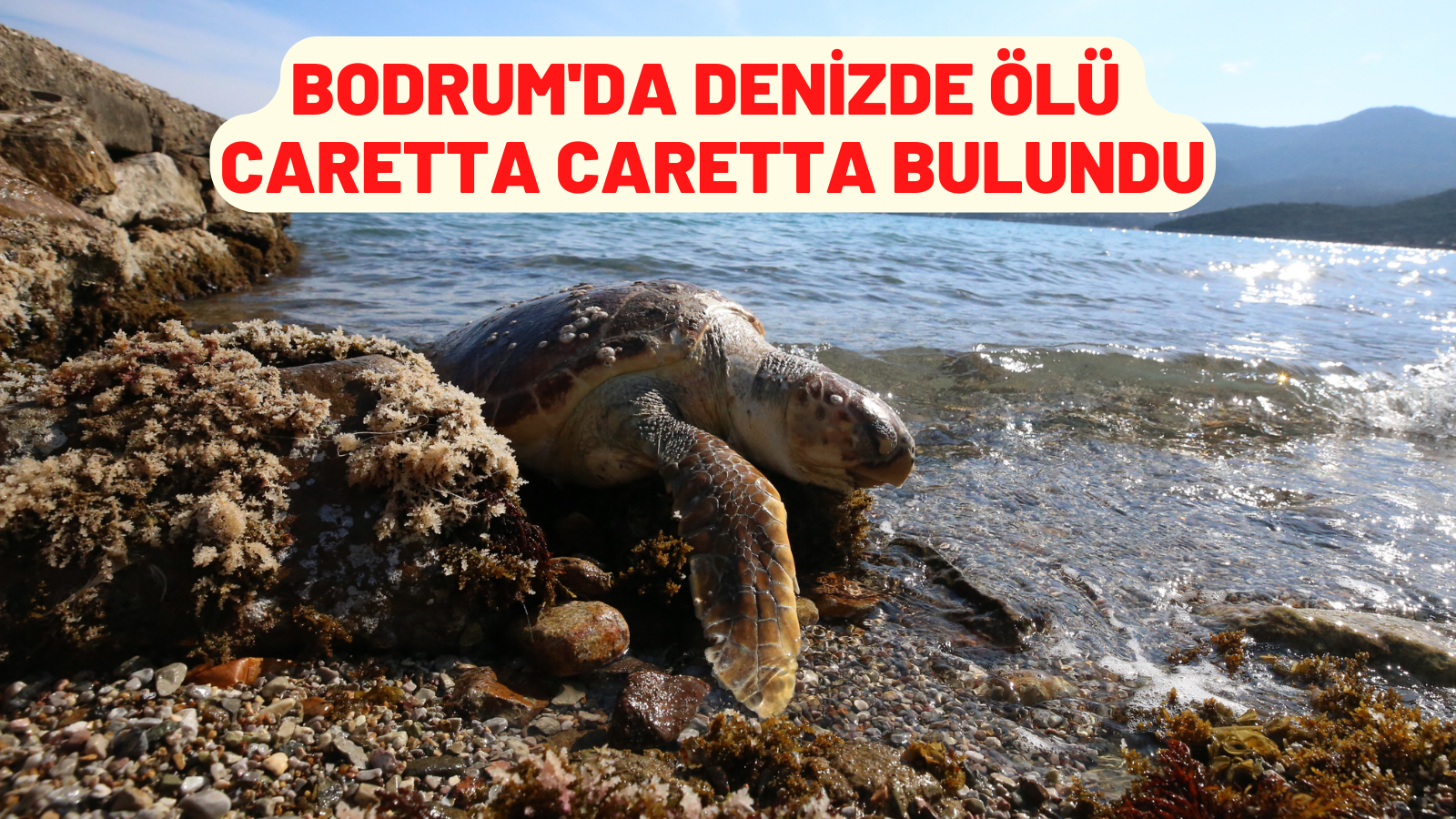 Bodrum'da denizde ölü caretta caretta bulundu