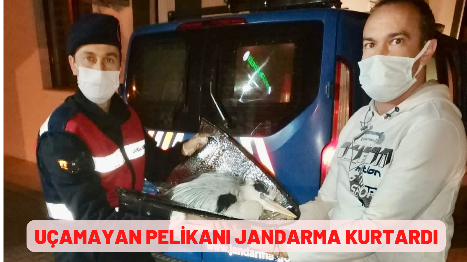 Uçamayan pelikanı jandarma kurtardı