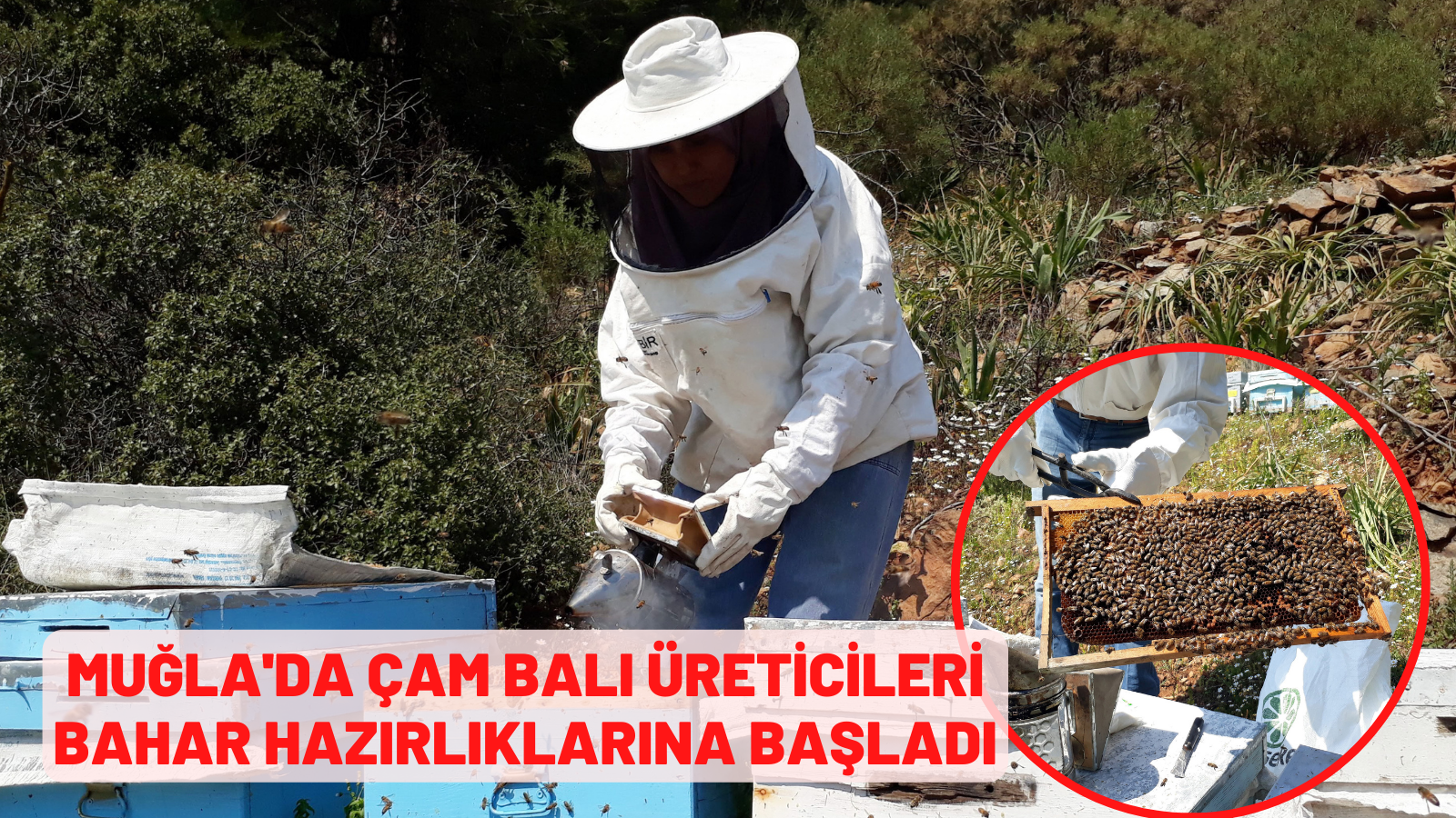 Muğla'da çam balı üreticileri bahar hazırlıklarına başladı