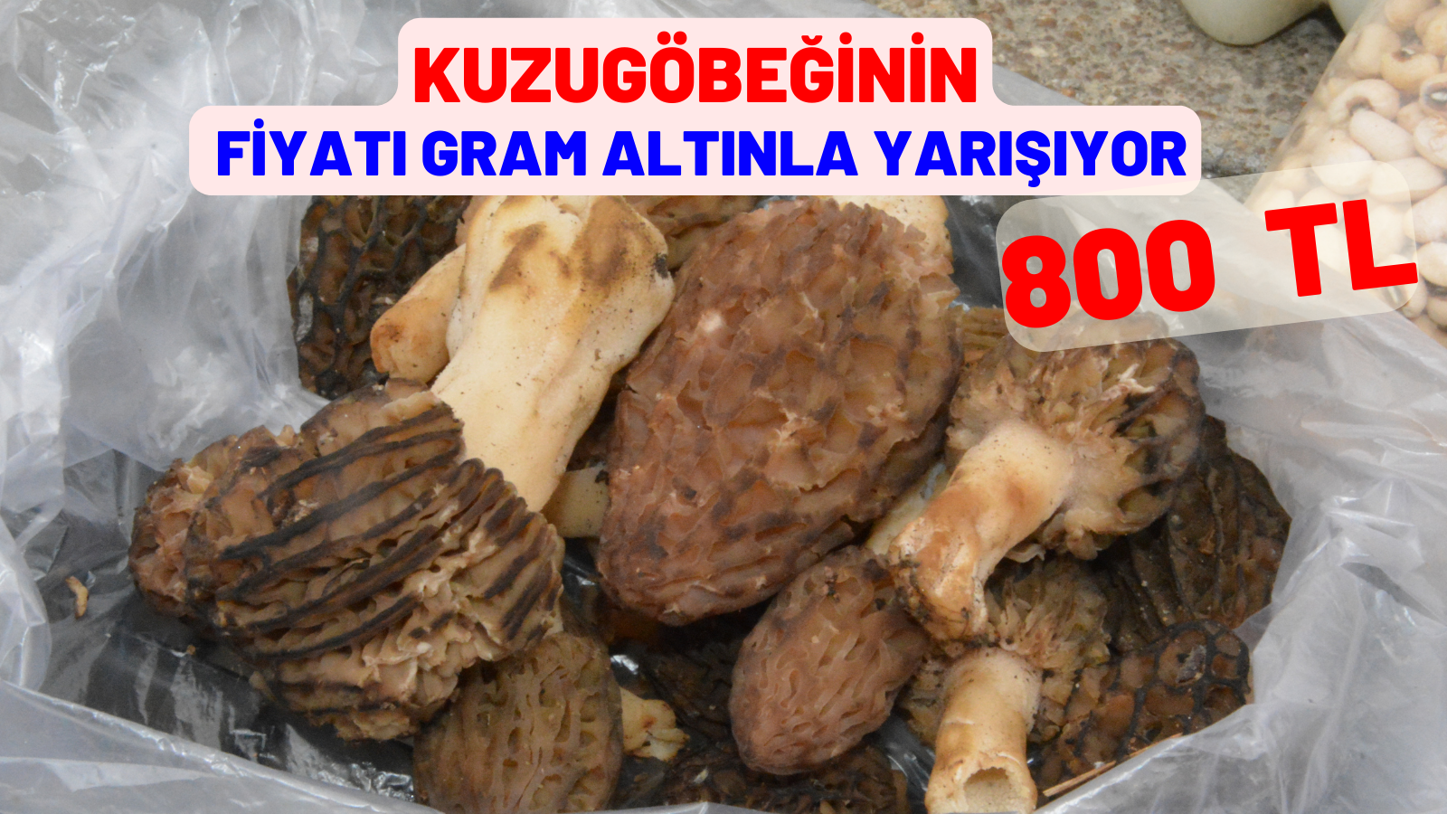 KUZUGÖBEĞİNİN FİYATI GRAM ALTINLA YARIŞIYOR