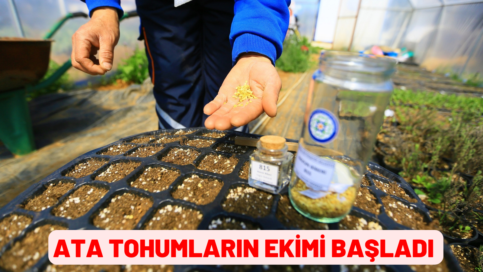 ATA TOHUMLARIN EKİMİ BAŞLADI