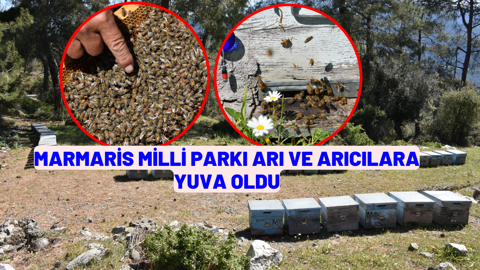 Marmaris Milli Parkı arı ve arıcılara yuva oldu