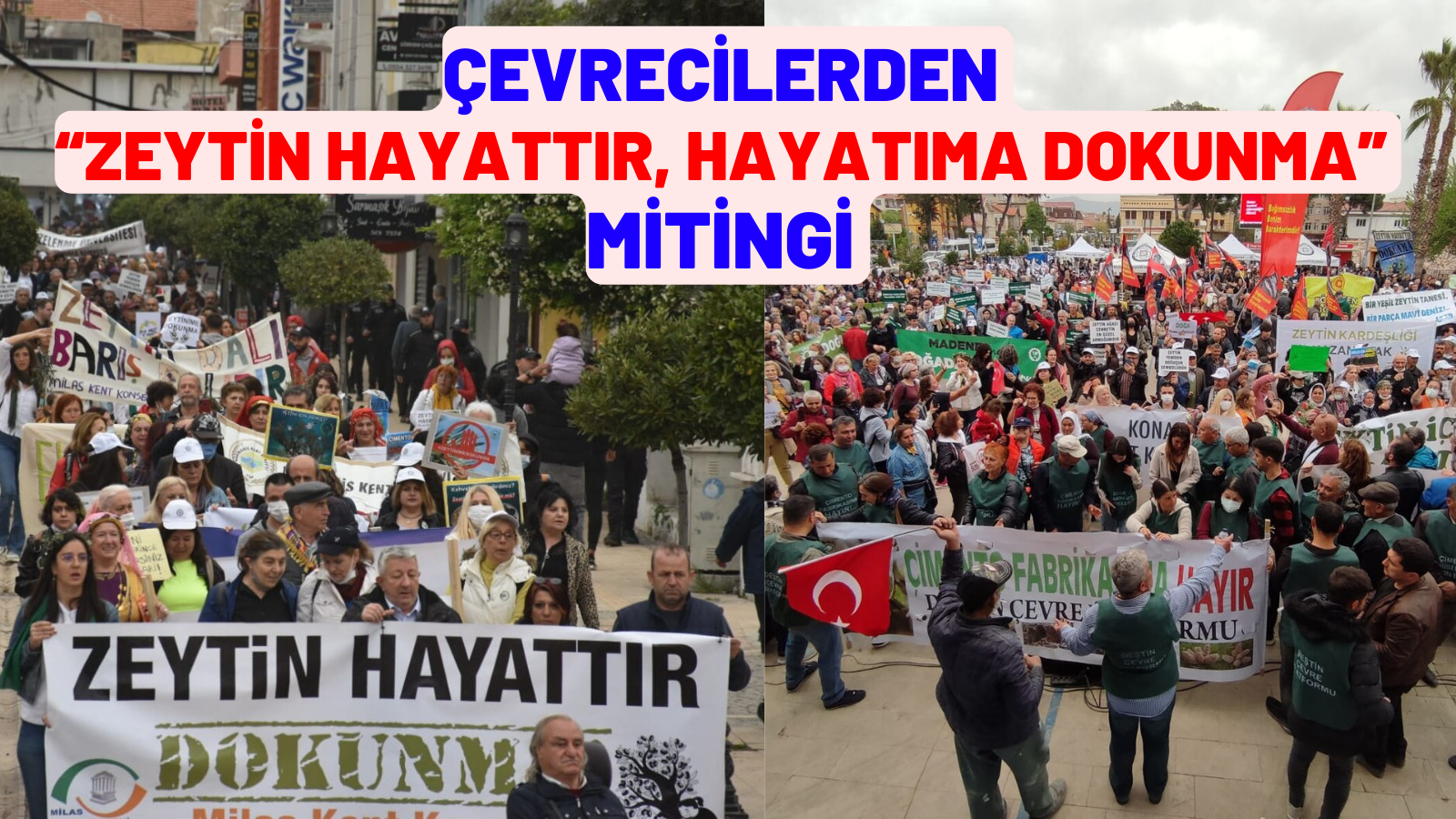 ÇEVRECİLERDEN “ZEYTİN HAYATTIR, HAYATIMA DOKUNMA” MİTİNGİ