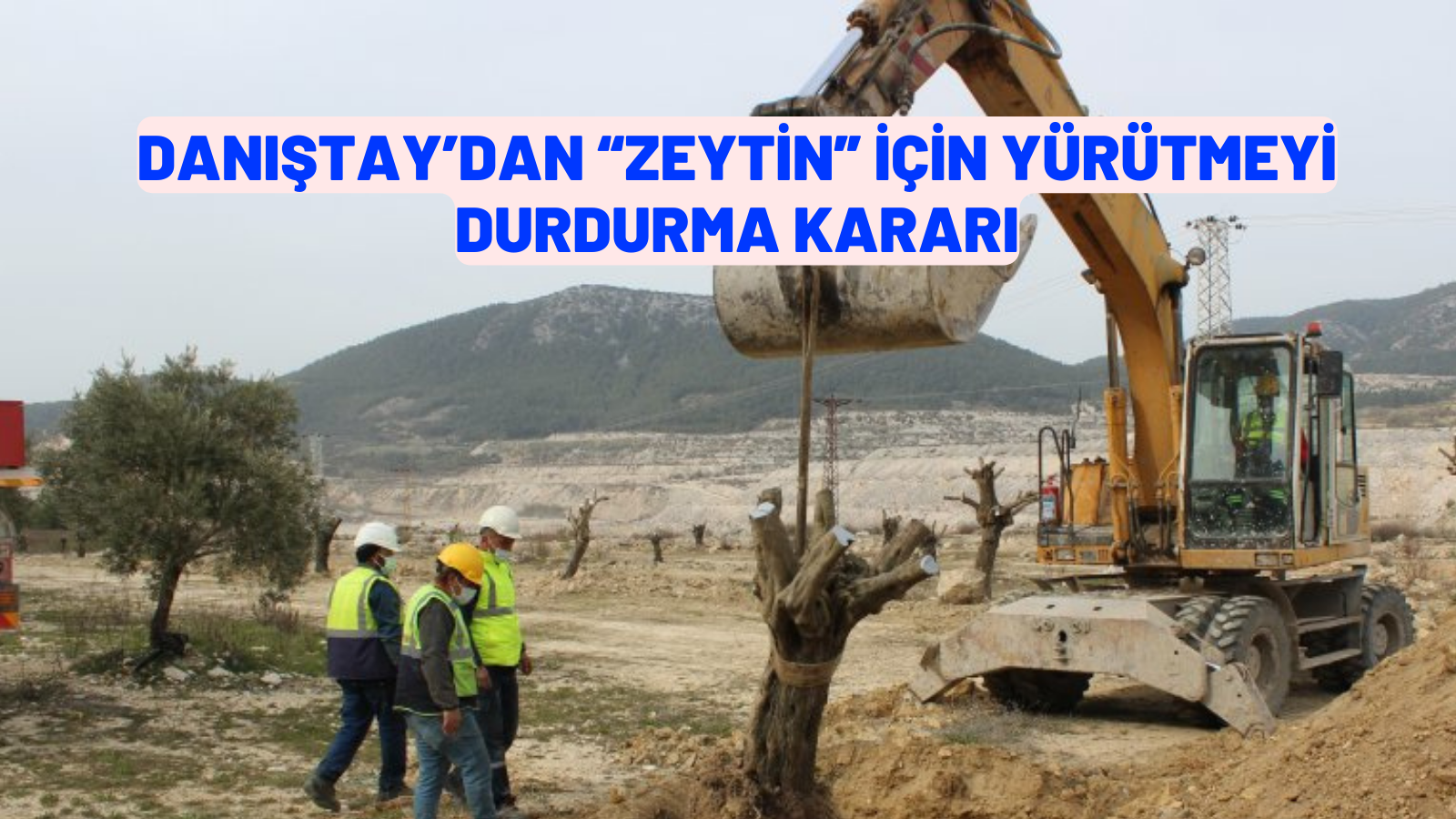 DANIŞTAY’DAN “ZEYTİN” İÇİN YÜRÜTMEYİ DURDURMA KARARI