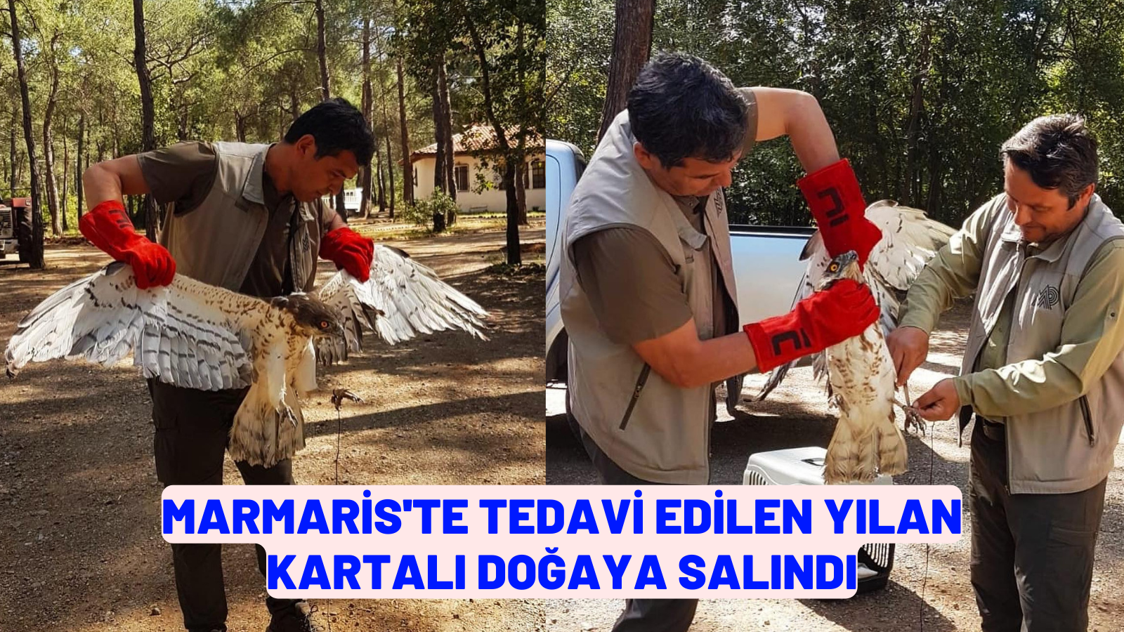 Marmaris'te tedavi edilen yılan kartalı doğaya salındı