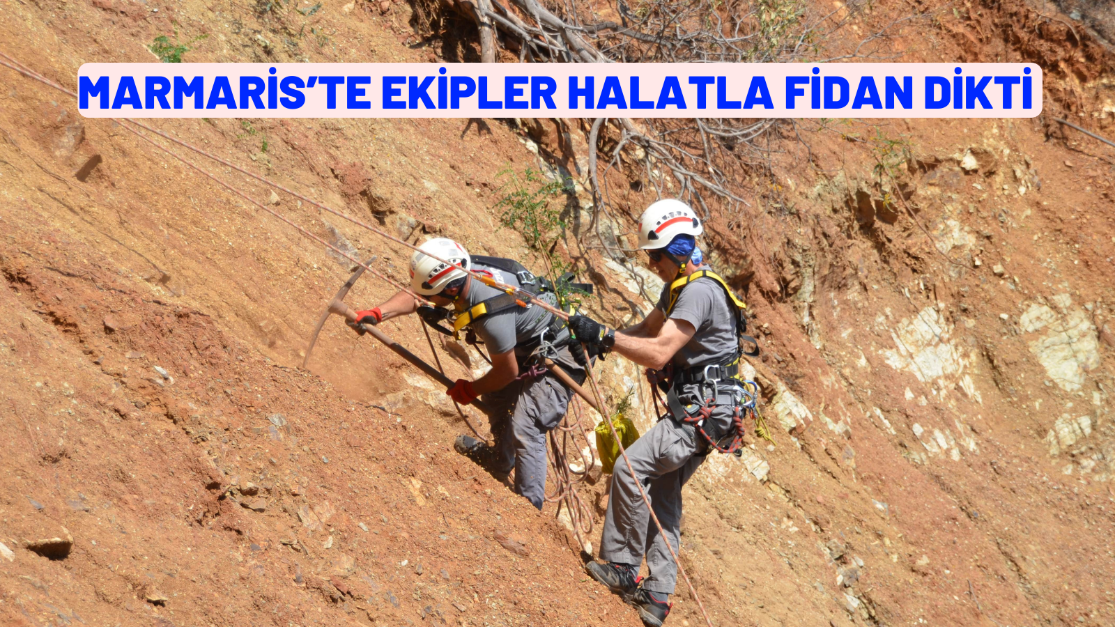 MARMARİS’TE EKİPLER HALATLA FİDAN DİKTİ