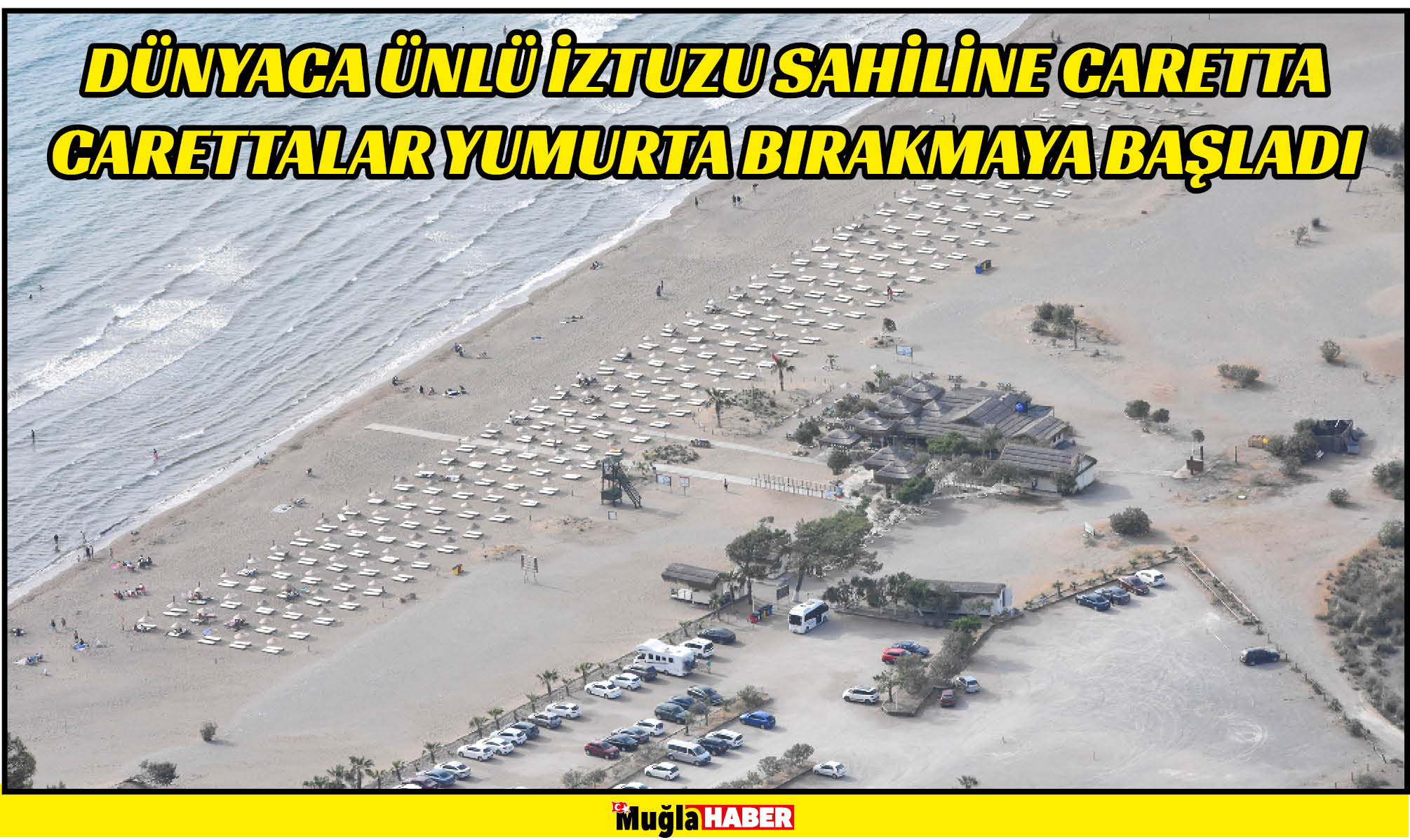 İztuzu sahiline caretta carettalar yumurta bırakmaya başladı