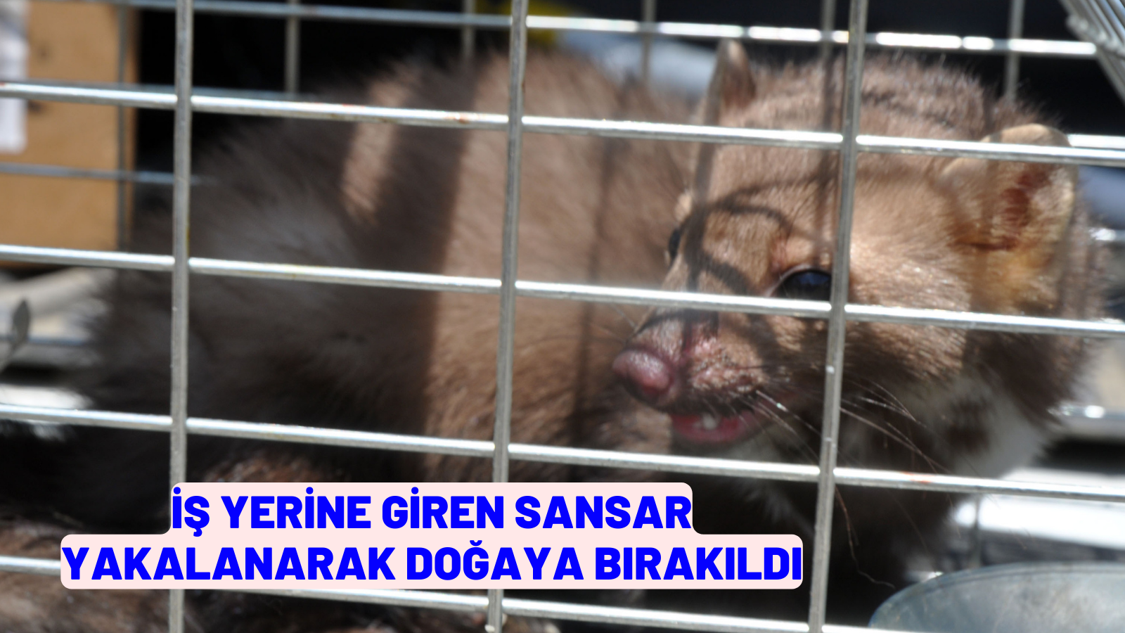 İş yerine giren sansar yakalanarak doğaya bırakıldı