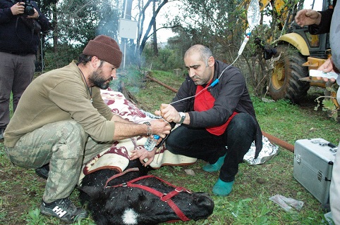 AKUT, kuyudaki at için seferber oldu