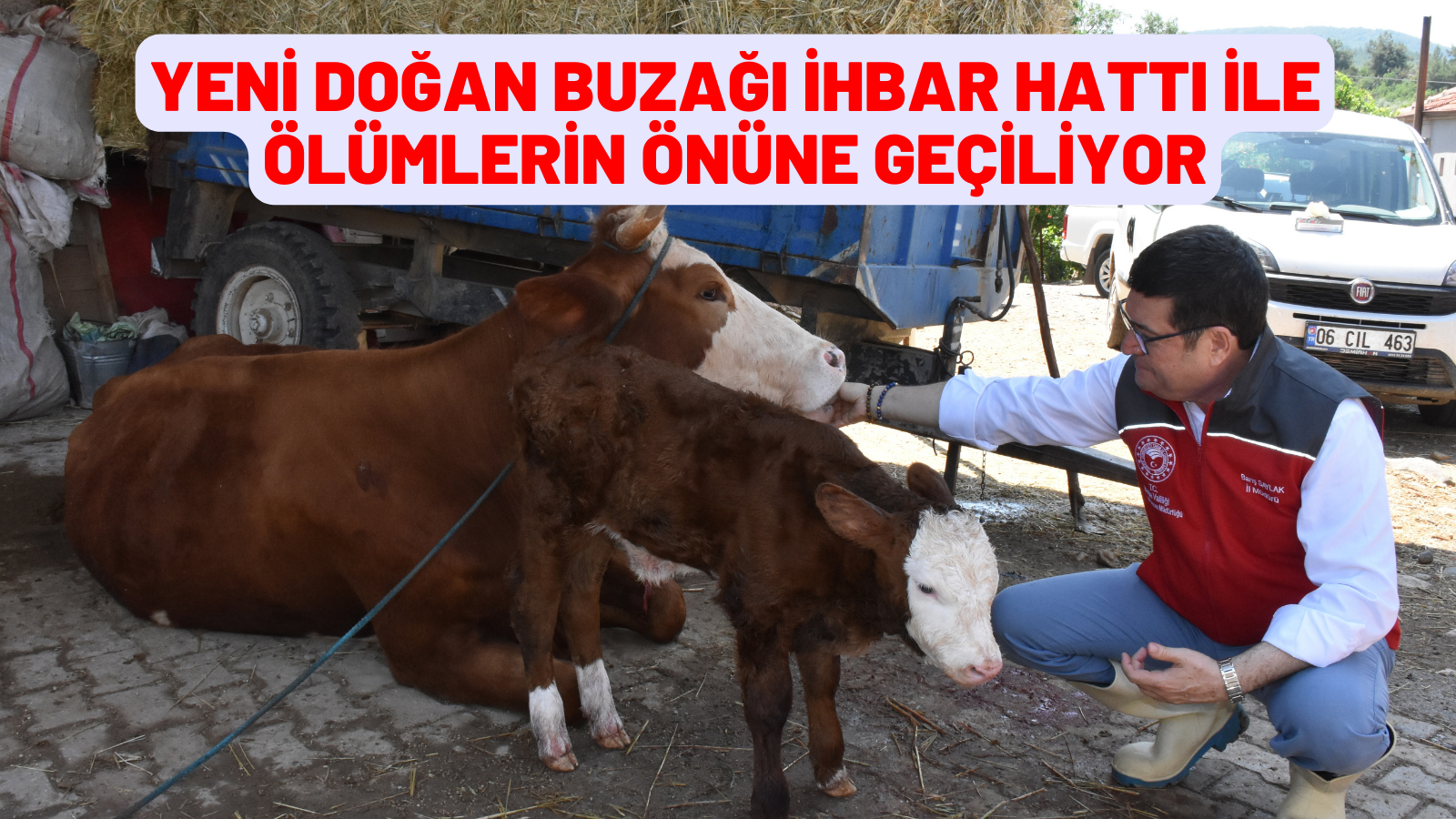 Muğla'da yeni doğan buzağı ihbar hattı ile ölümlerin önüne geçiliyor