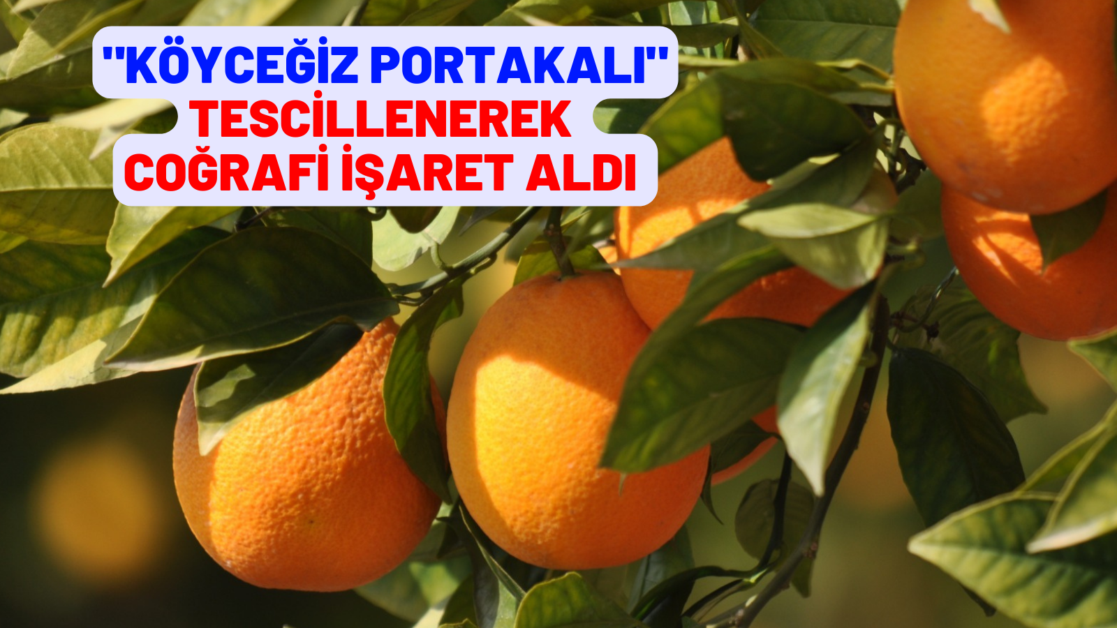 KÖYCEĞİZ PORTAKALI TESCİLLENEREK COĞRAFİ İŞARET ALDI