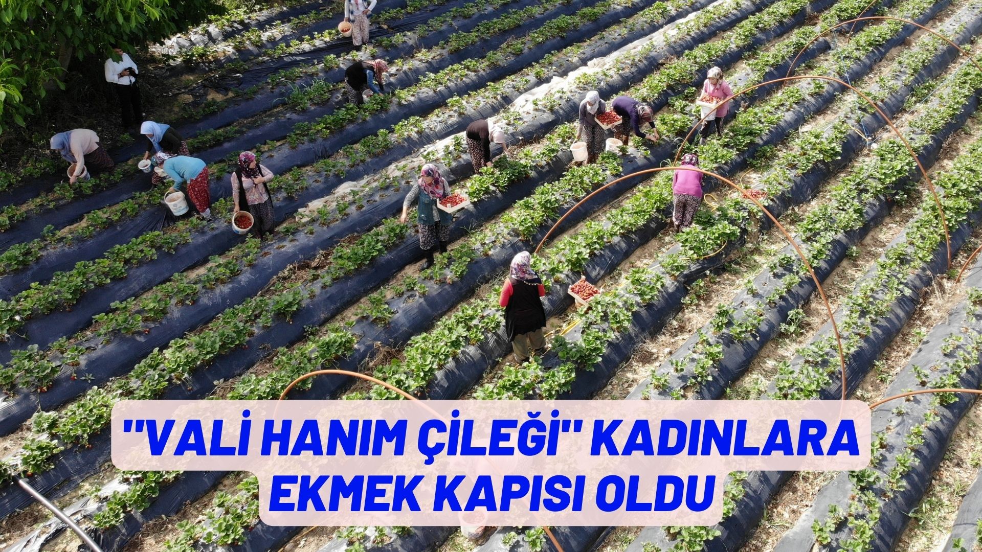 "Vali Hanım çileği" kadınlara ekmek kapısı oldu