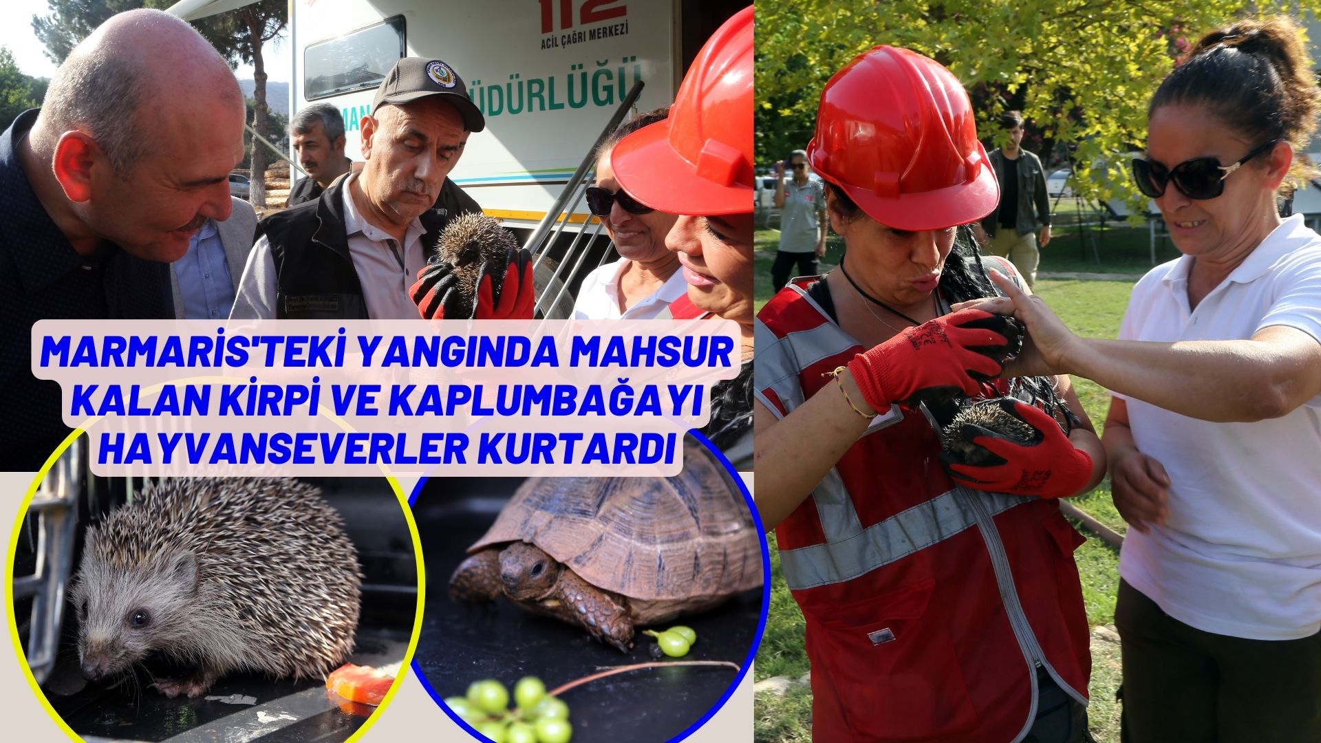 Marmaris'teki yangında mahsur kalan kirpi ve kaplumbağayı hayvanseverler kurtardı