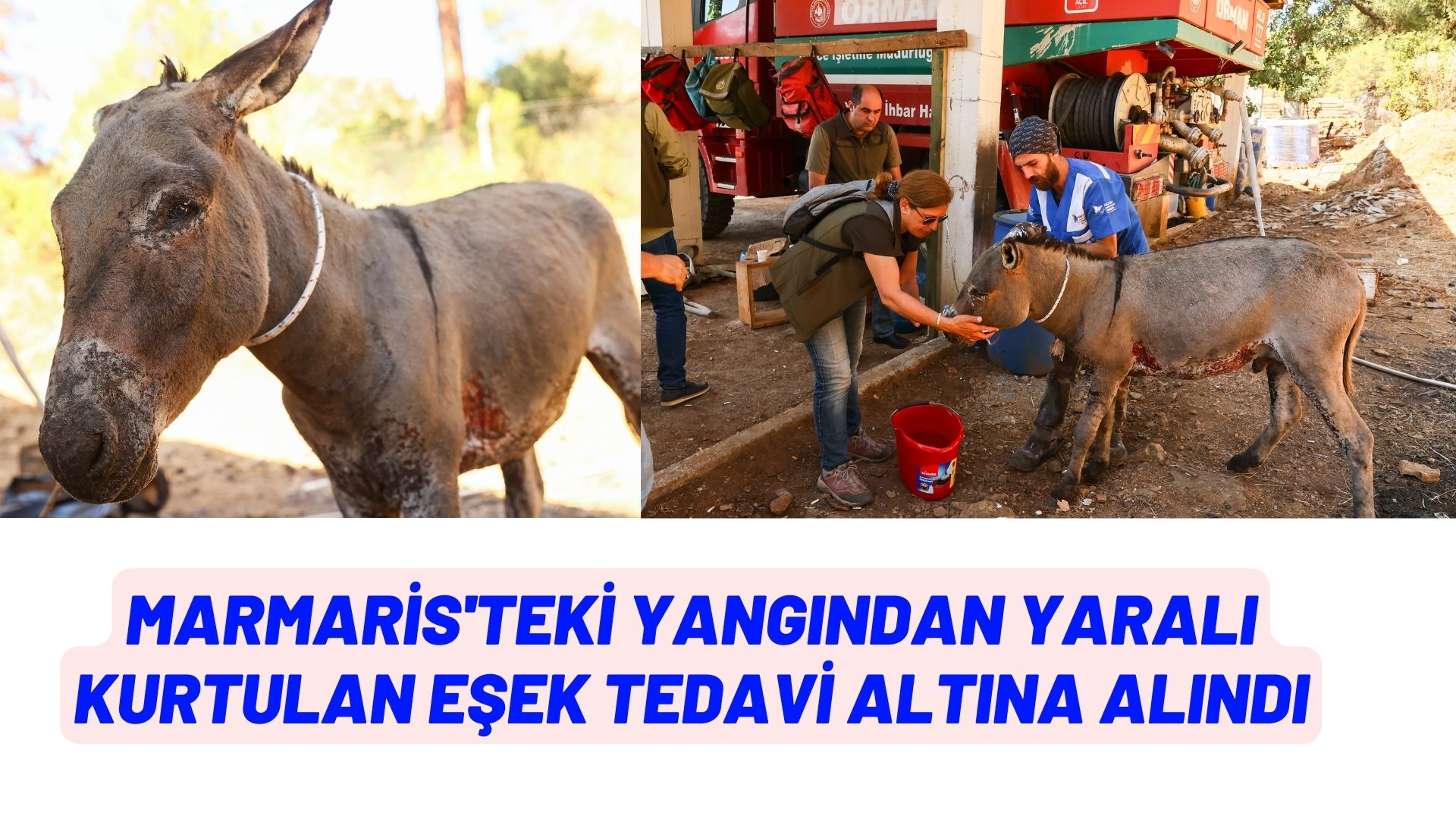 Marmaris'teki yangından yaralı kurtulan eşek tedavi altına alındı