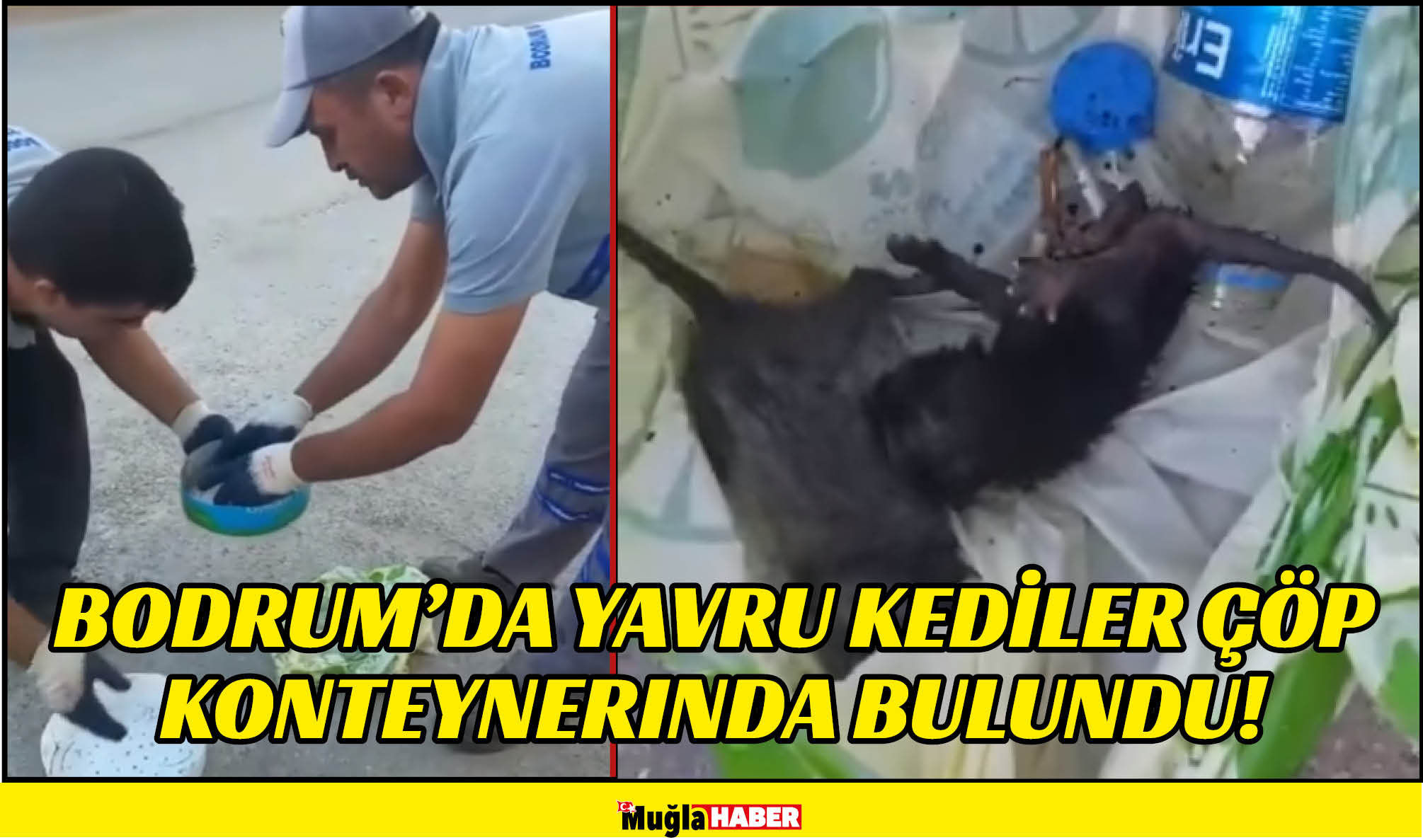 BODRUM’DA YAVRU KEDİLER ÇÖP KONTEYNERINDA BULUNDU