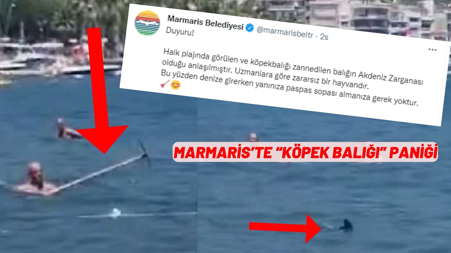 MARMARİS’TE “KÖPEK BALIĞI” PANİĞİ