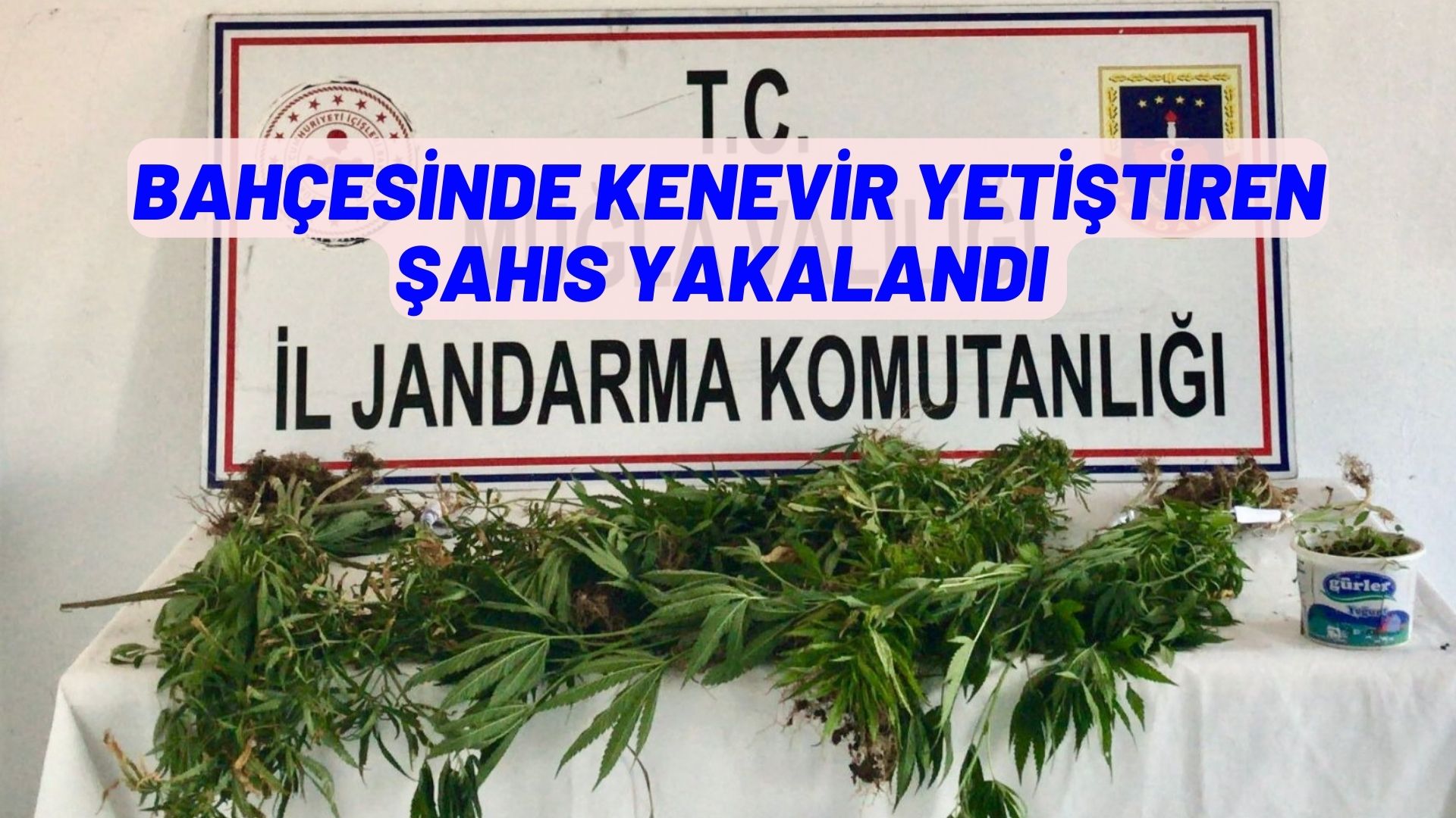 BAHÇESİNDE KENEVİR YETİŞTİREN ŞAHIS YAKALANDI