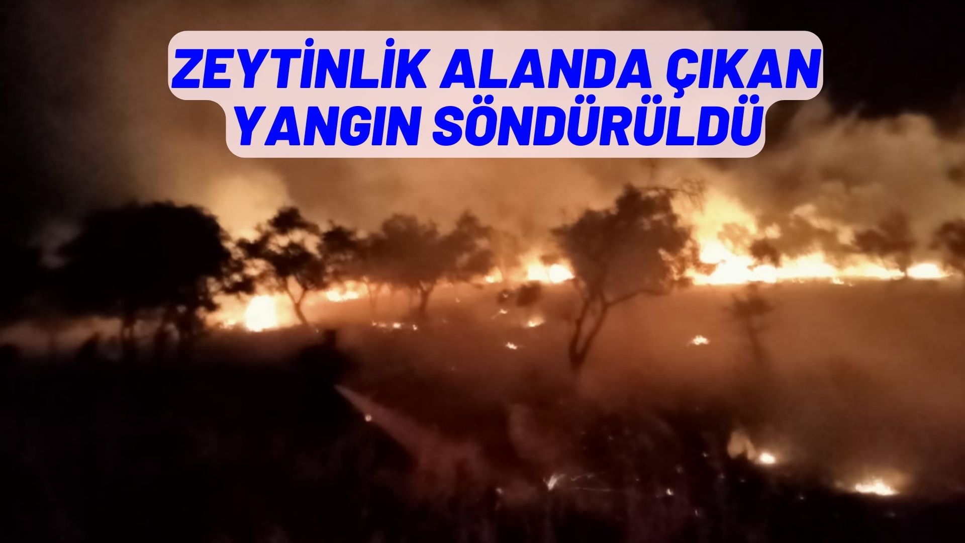 zeytinlik alanda çıkan yangın söndürüldü