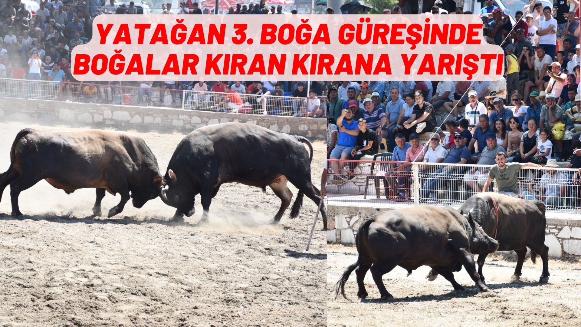 YATAĞAN 3. BOĞA GÜREŞİNDE BOĞALAR KIRAN KIRANA YARIŞTI