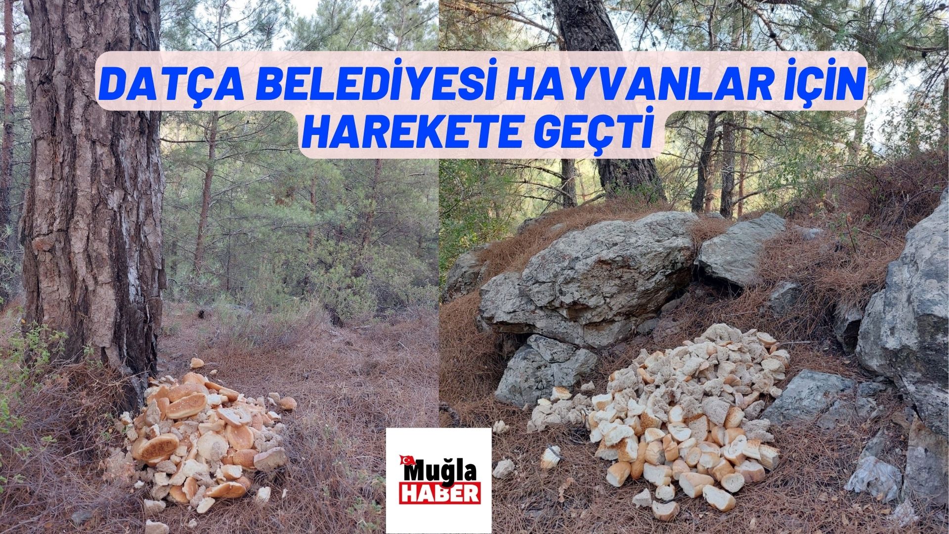 DATÇA BELEDİYESİ HAYVANLAR İÇİN HAREKETE GEÇTİ