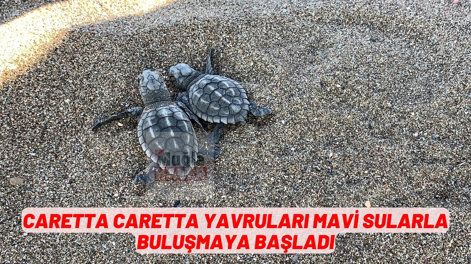 Caretta caretta yavruları mavi sularla buluşmaya başladı