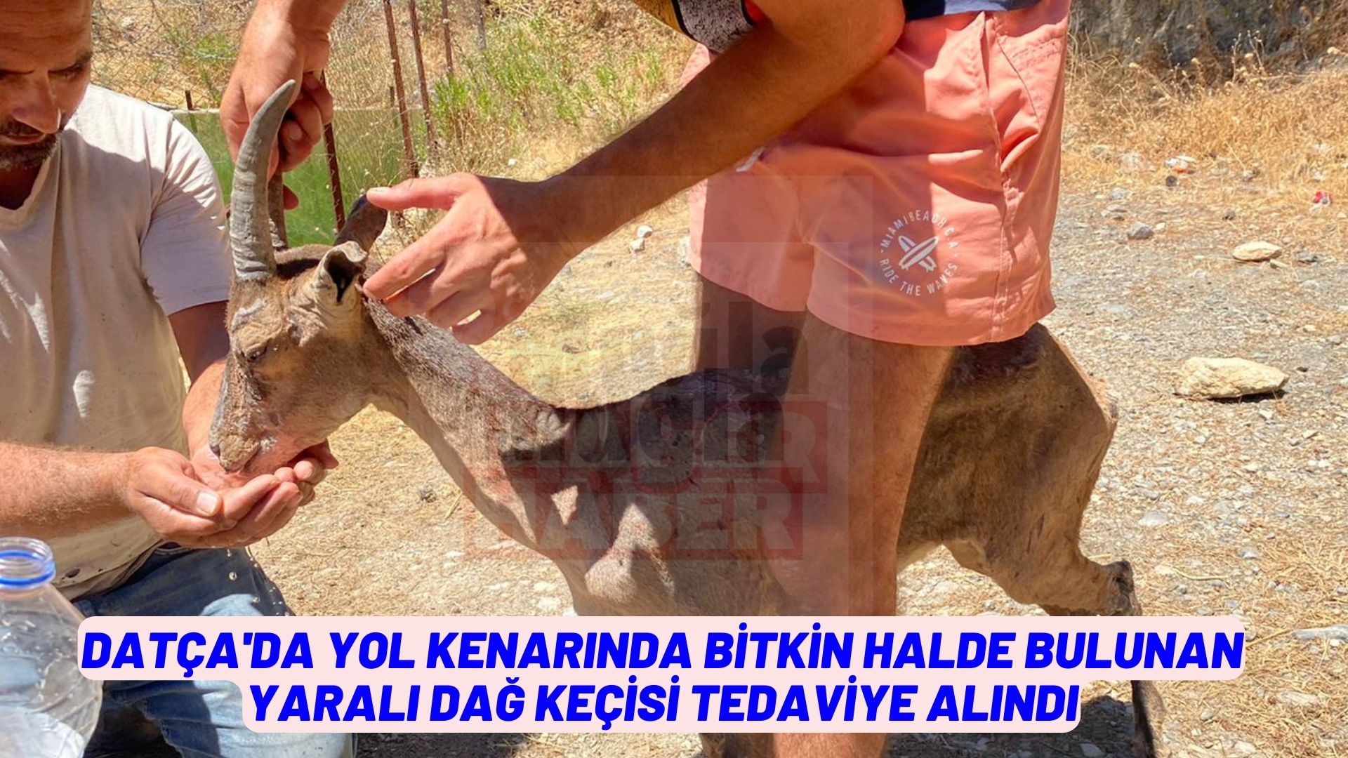 Datça'da yol kenarında bitkin halde bulunan yaralı dağ keçisi tedaviye alındı