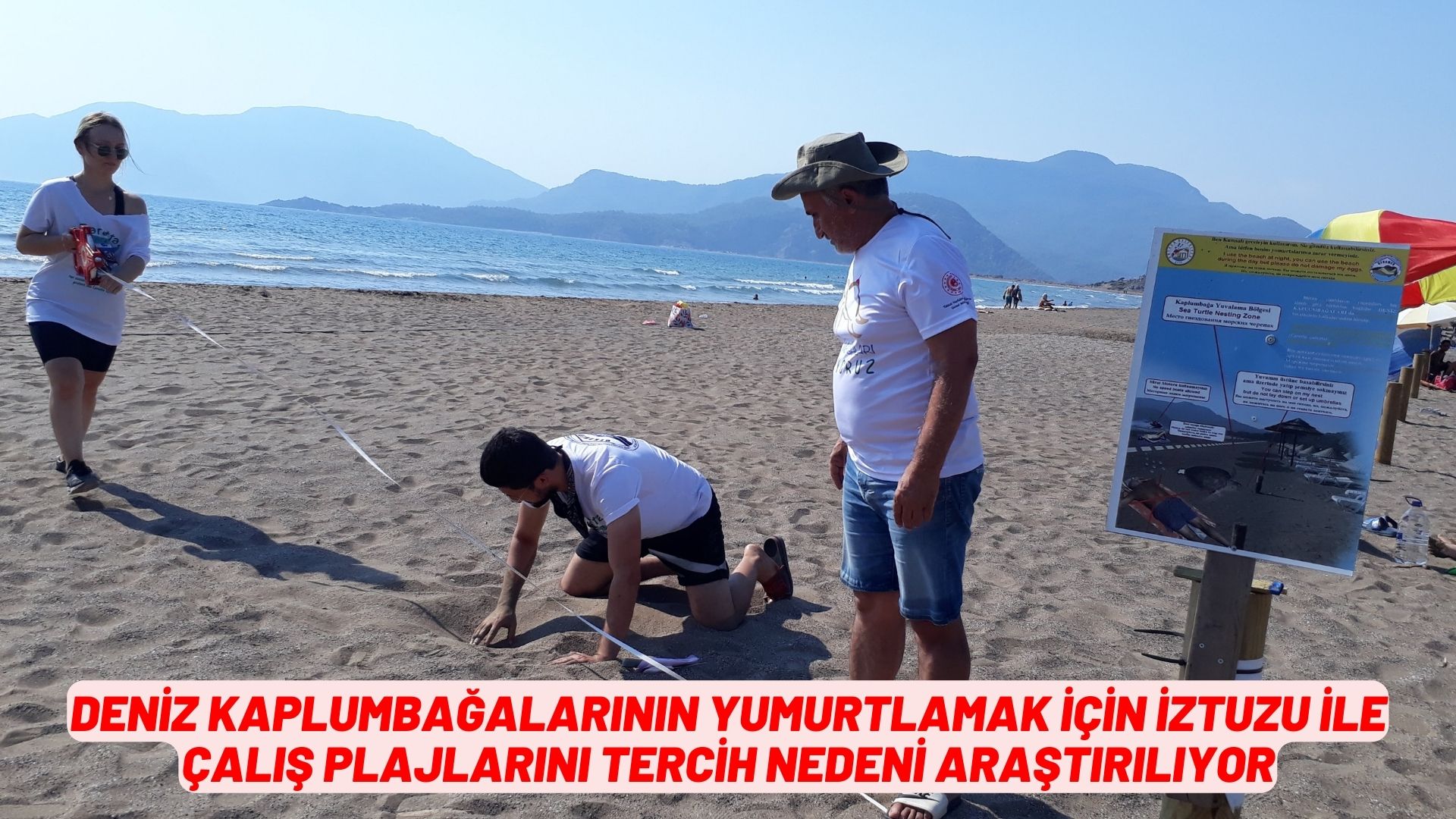 Deniz kaplumbağalarının yumurtlamak için İztuzu ile Çalış plajlarını tercih nedeni araştırılıyor