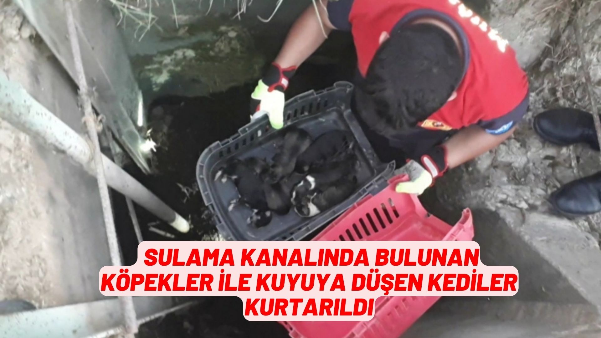 sulama kanalında bulunan köpekler ile kuyuya düşen kediler kurtarıldı