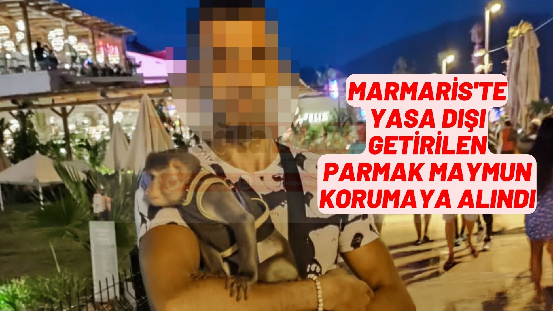 Marmaris'te yasa dışı getirilen parmak maymun korumaya alındı