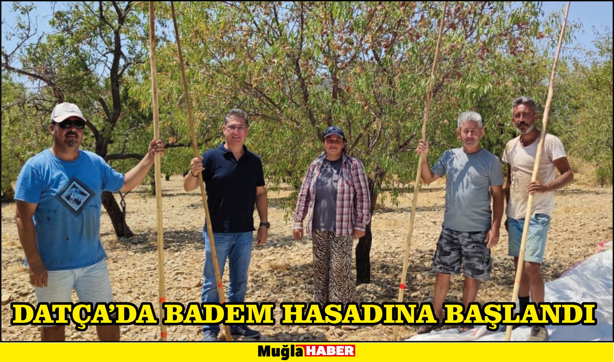 Datça'da badem hasadına başlandı