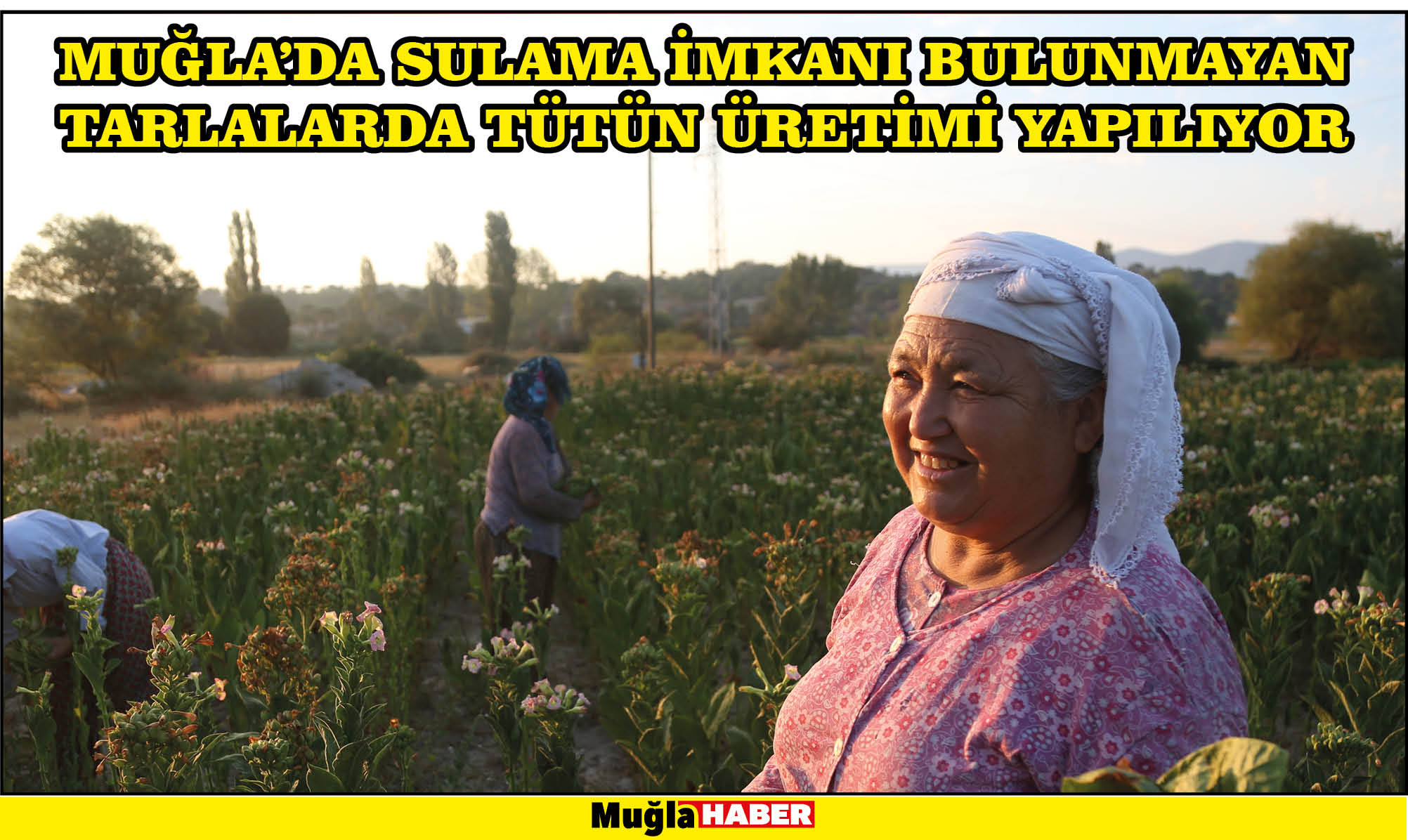 Muğla'da sulama imkanı bulunmayan tarlalarda tütün üretimi yapılıyor