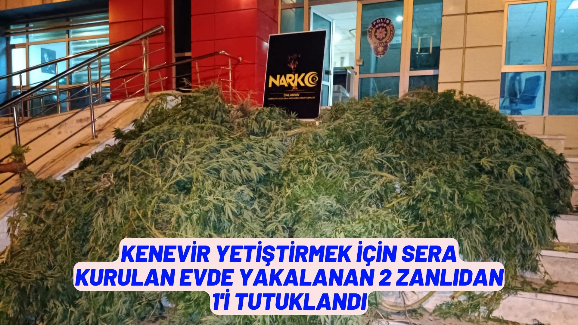 Muğla'da kenevir yetiştirmek için sera kurulan evde yakalanan 2 zanlıdan 1'i tutuklandı