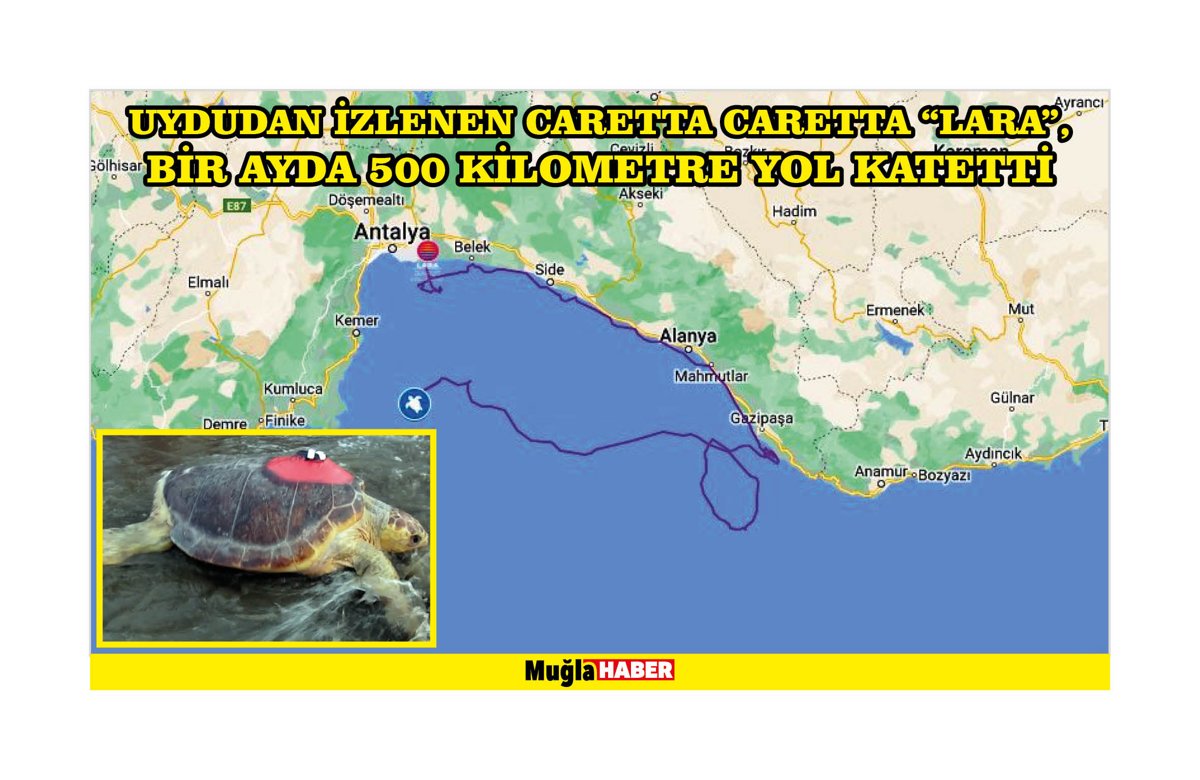 Uydudan izlenen caretta caretta "Lara", bir ayda 500 kilometre yol katetti