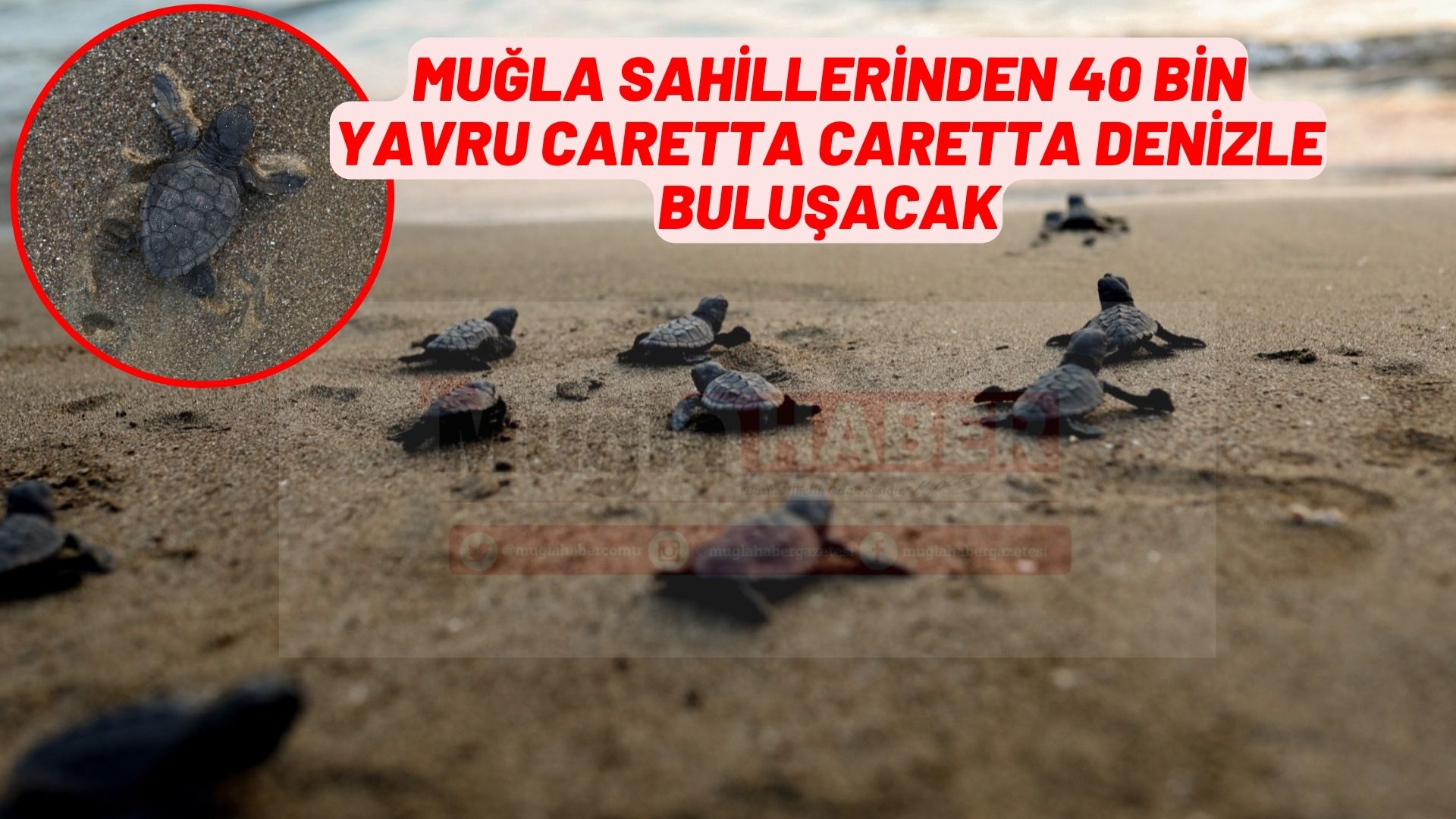 Muğla sahillerinden 40 bin yavru caretta caretta denizle buluşacak