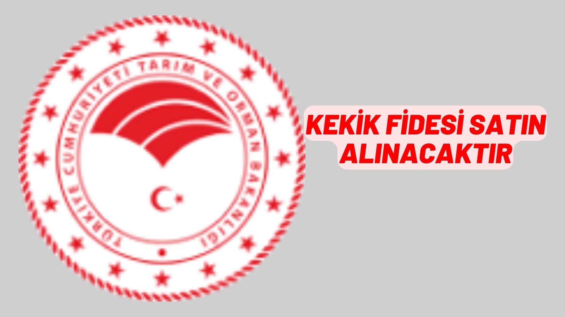 Kekik fidesi satın alınacaktır