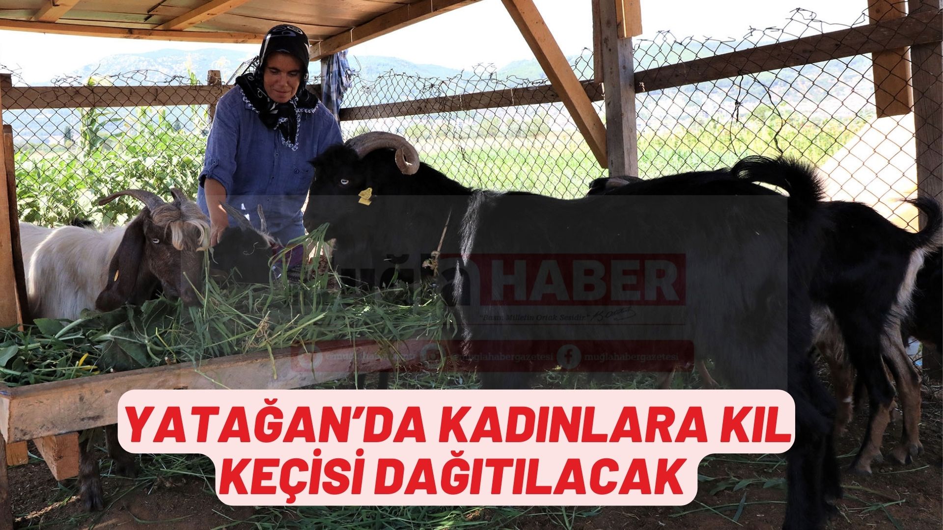 YATAĞAN’DA KADINLARA KIL KEÇİSİ DAĞITILACAK