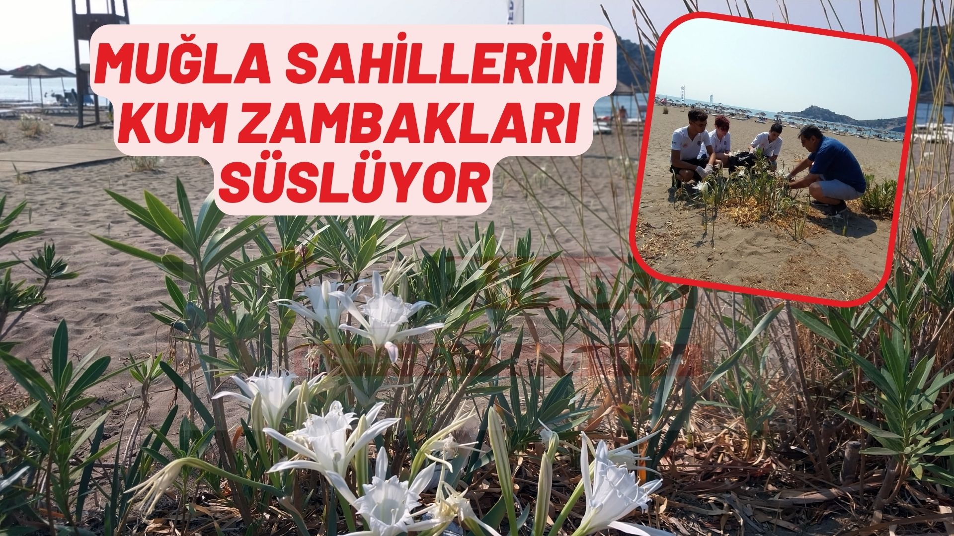 Muğla sahillerini kum zambakları süslüyor